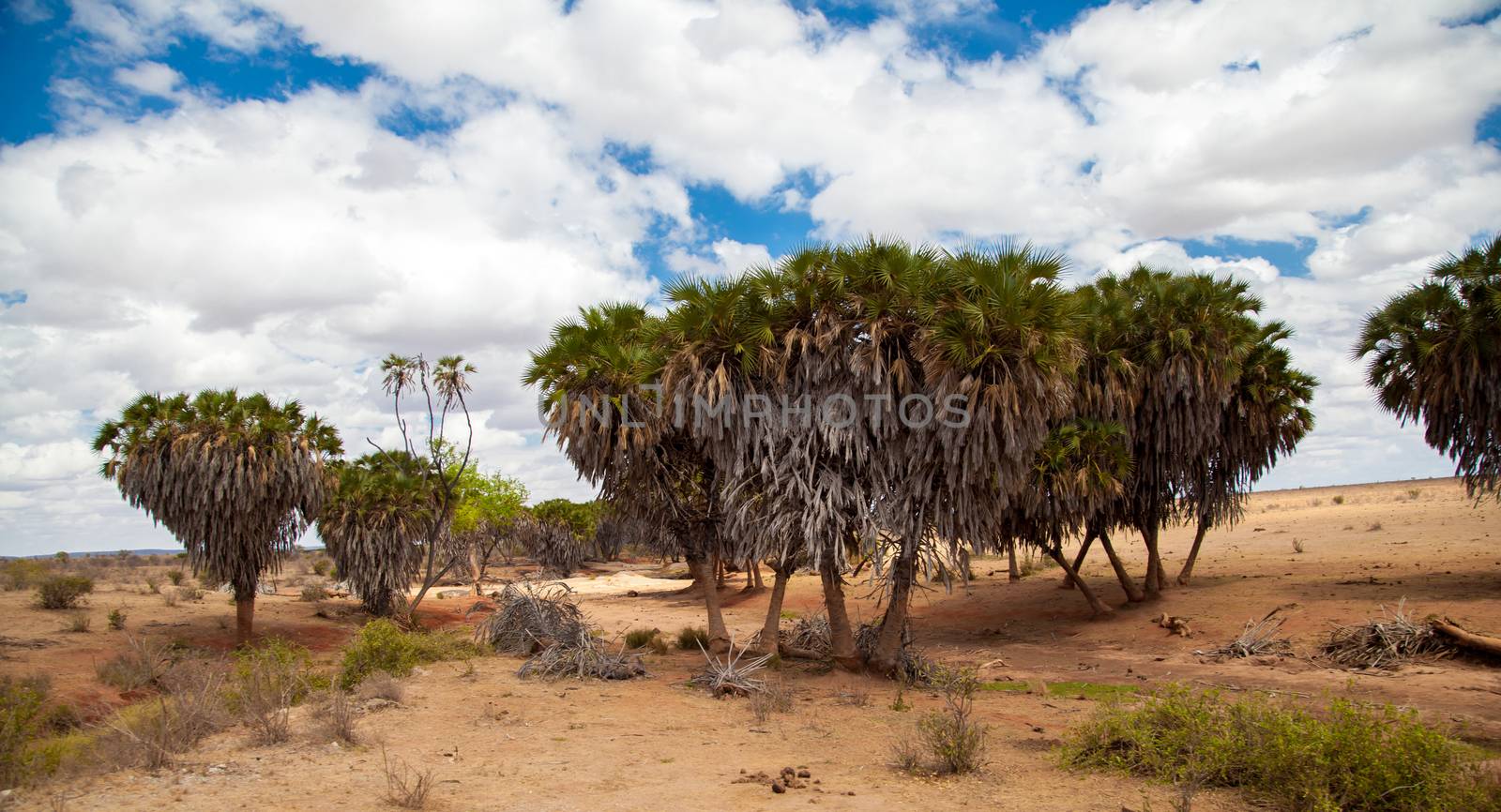 Lot of trees in the scenery of the savannah in Kenya