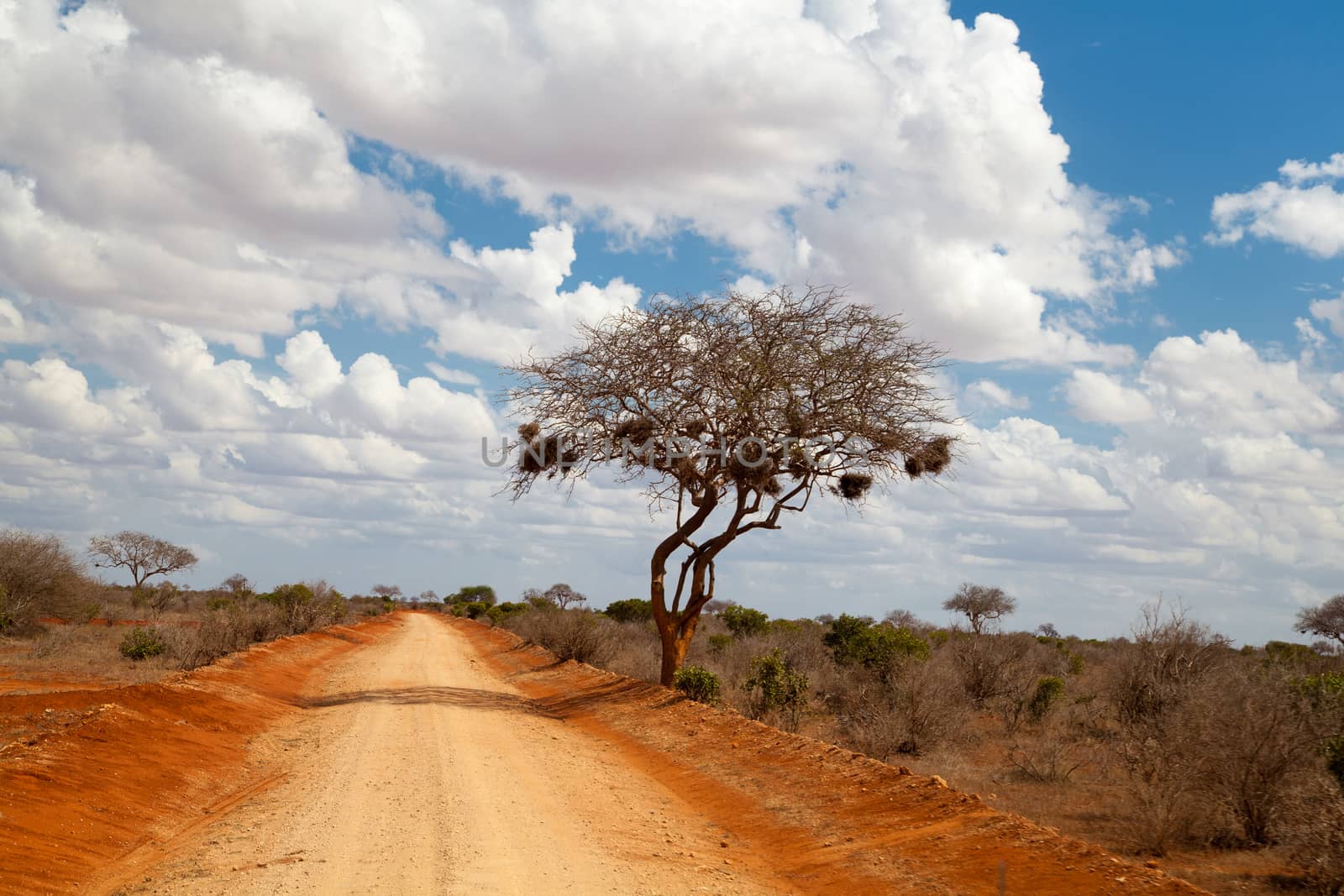 Tree in the savannah of Kenya, blue sky with clouds, a red road