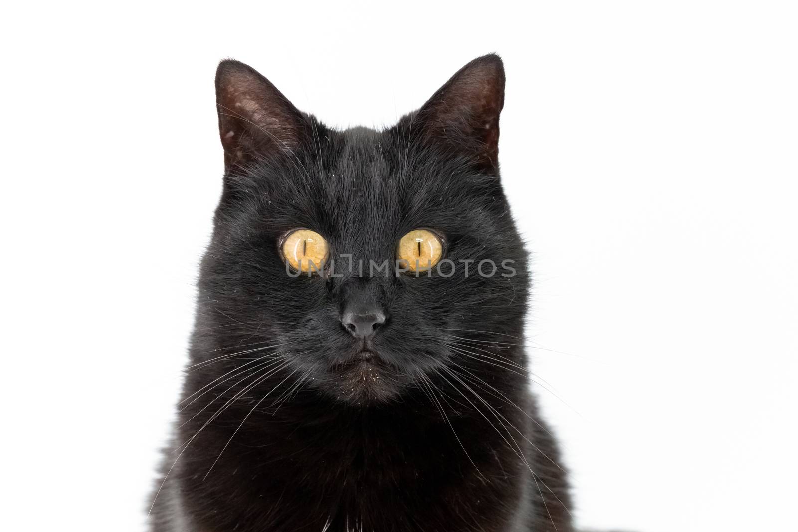 Beautiful black cat poses on a white background