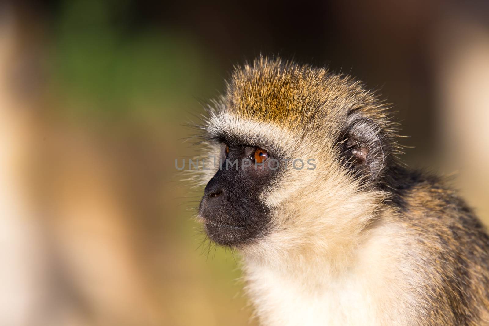 A portrait of a monkey in the savannah of Kenya