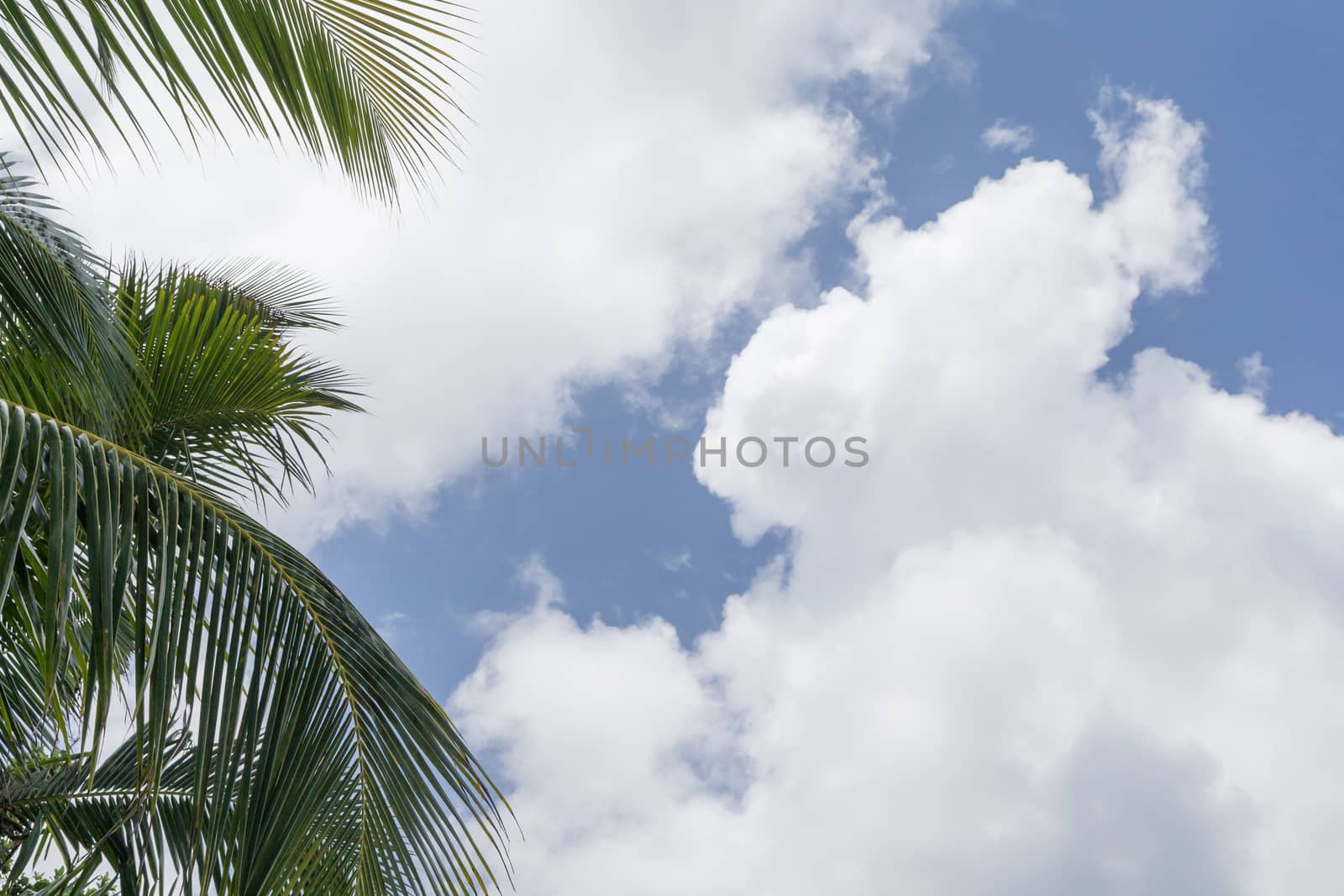 Blue sky with white clouds and palm leaves on the side
