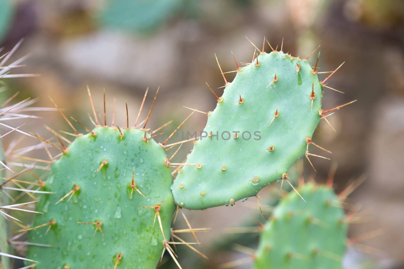 The green cactus plant with many spikes