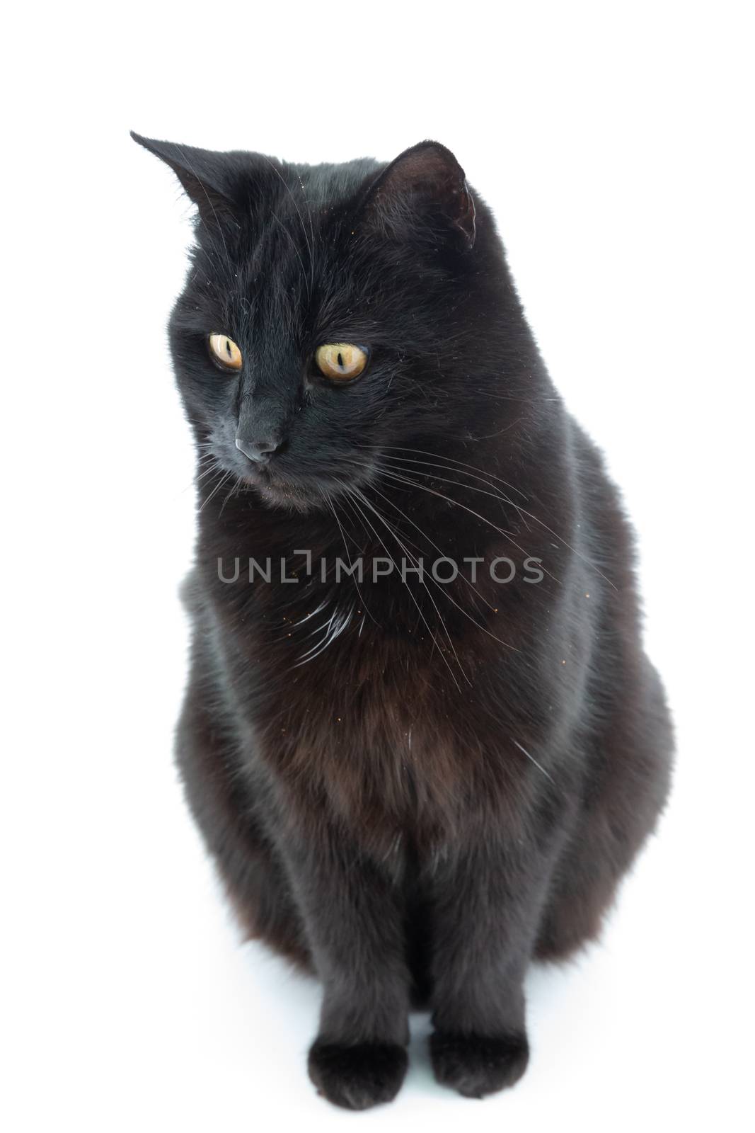 Beautiful black cat poses on a white background