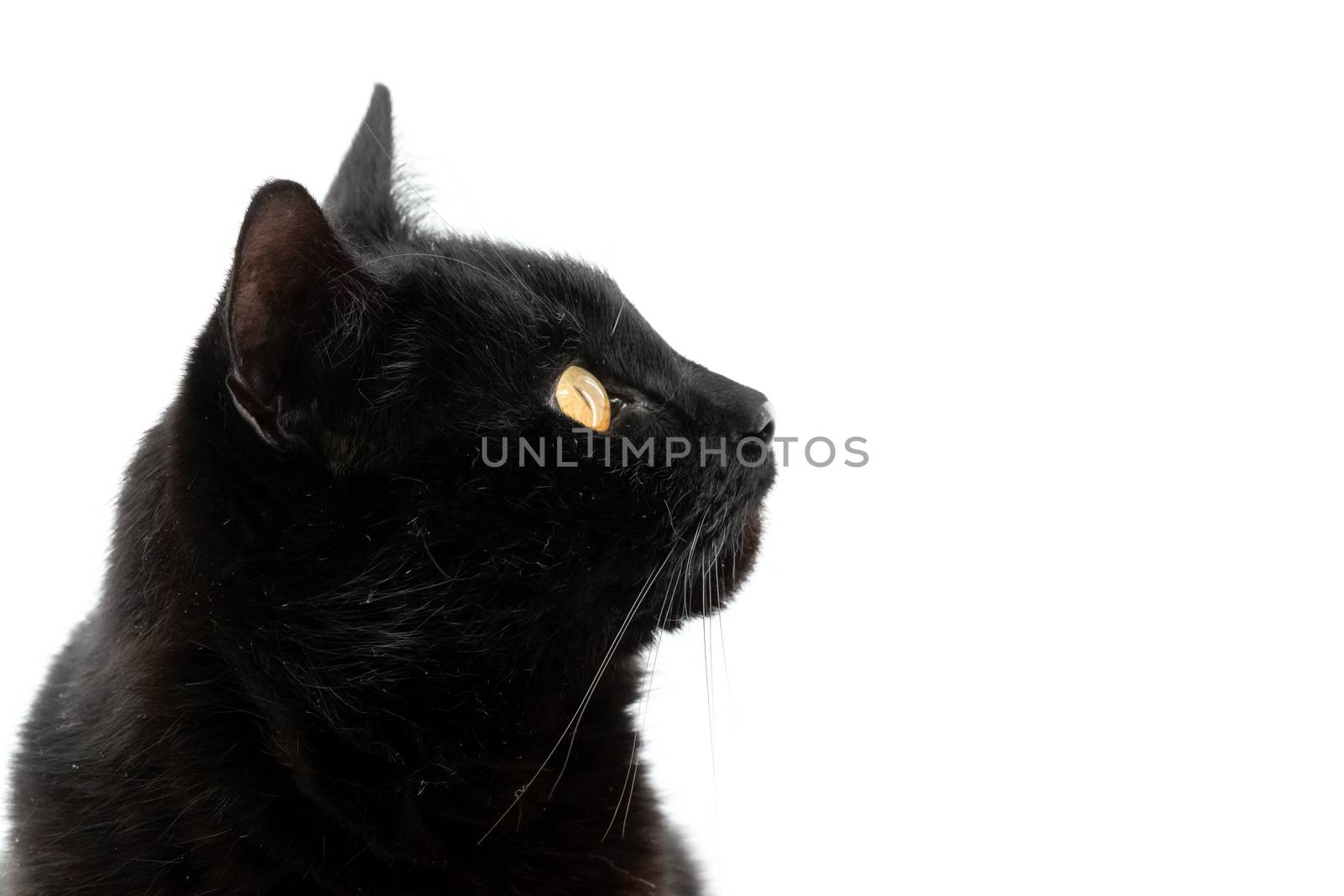 Beautiful black cat poses on a white background