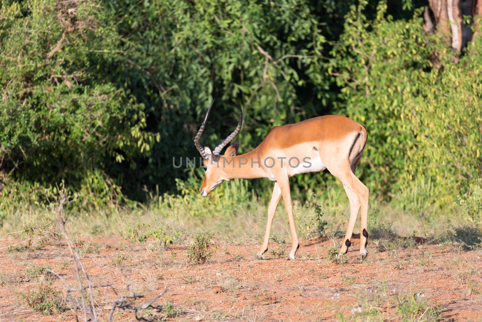 The Impala gazelles grazed in the savannah of Kenya