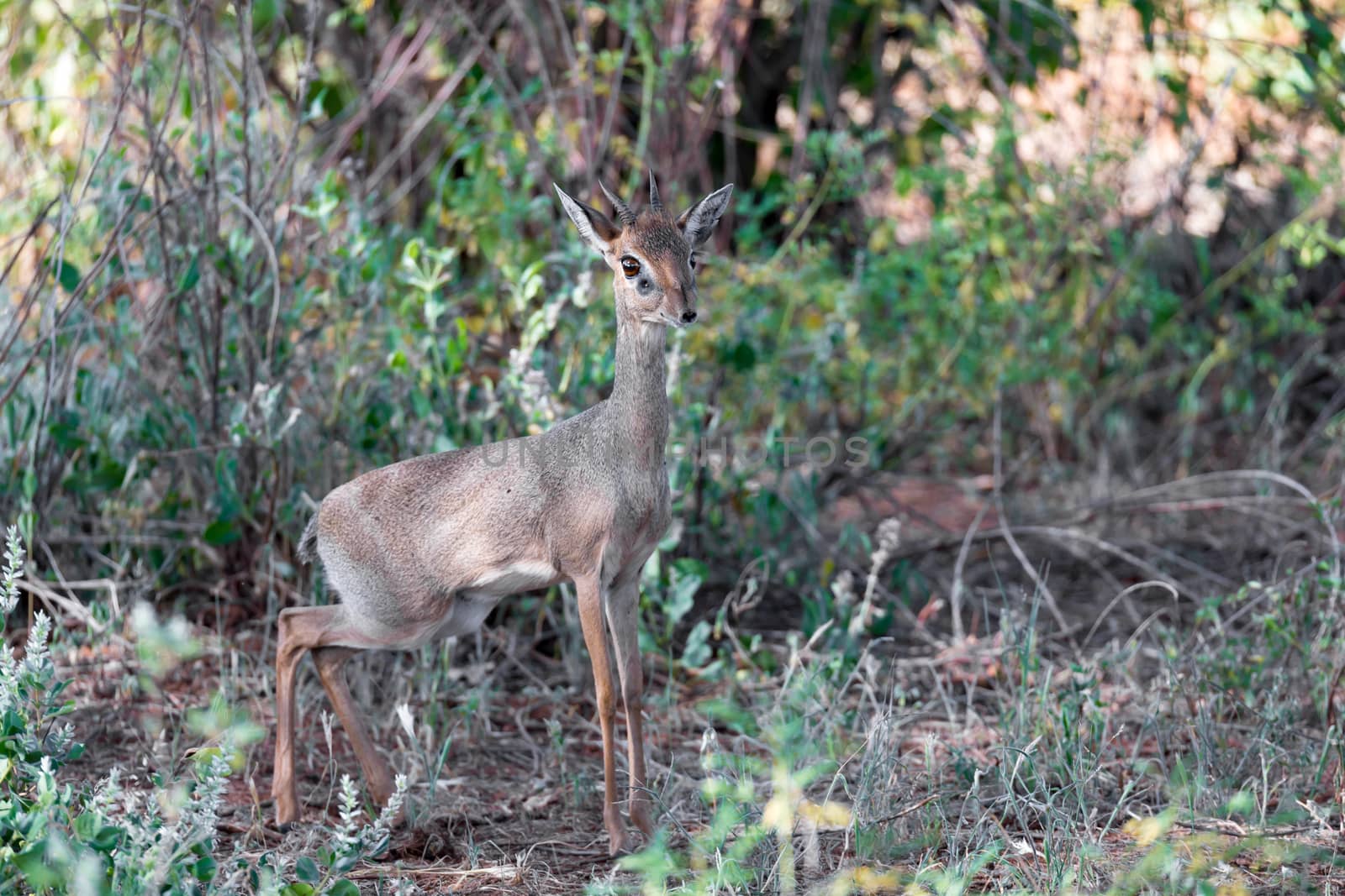An antelope in the middle of the savannah of Kenya