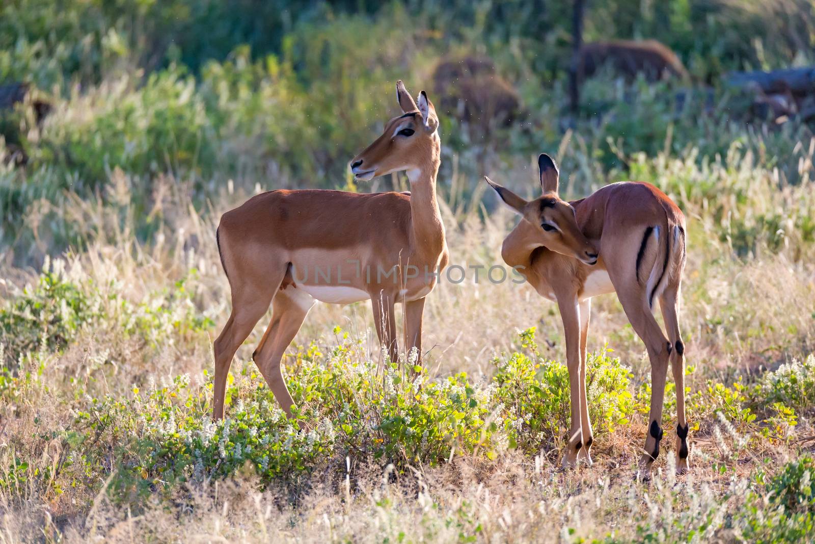 Some impalas stand together in the grass landscape