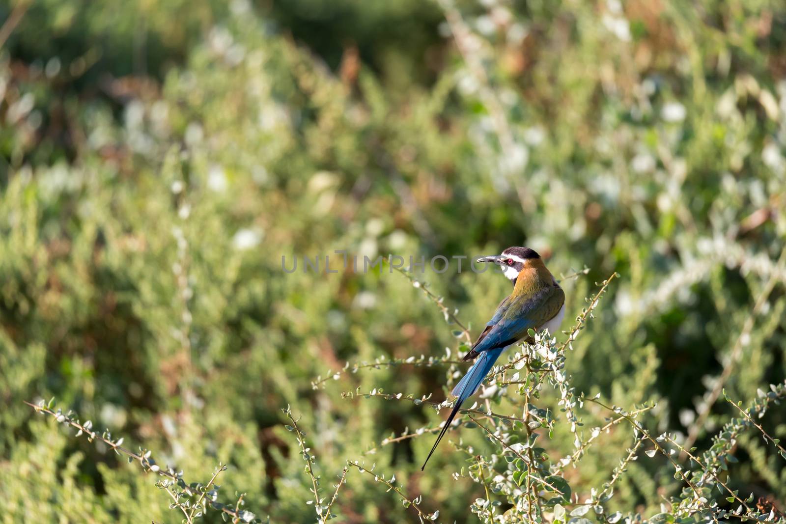 The Local bird is sitting on a branch in Kenya