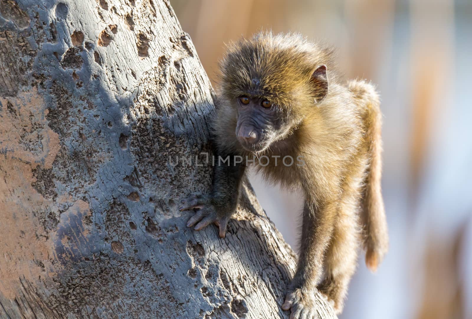 The little monkey is playing on a tree branch