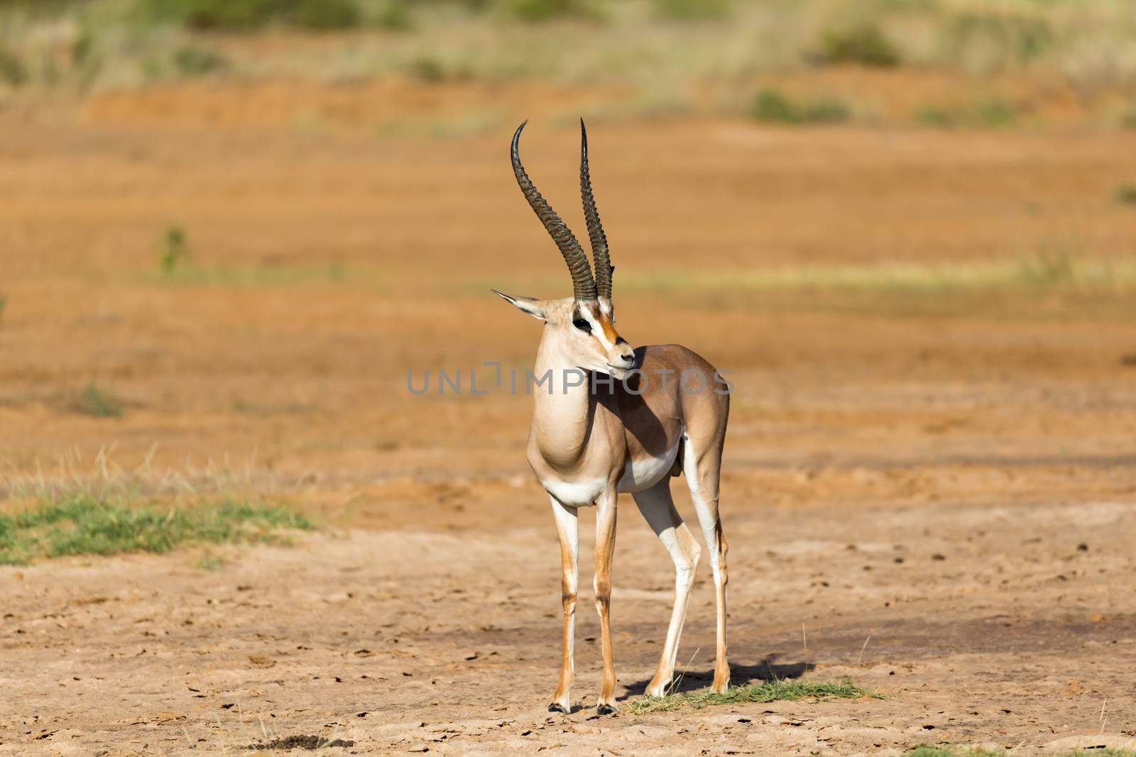 One Grant Gazelle stands in the middle of the grassy landscape of Kenya