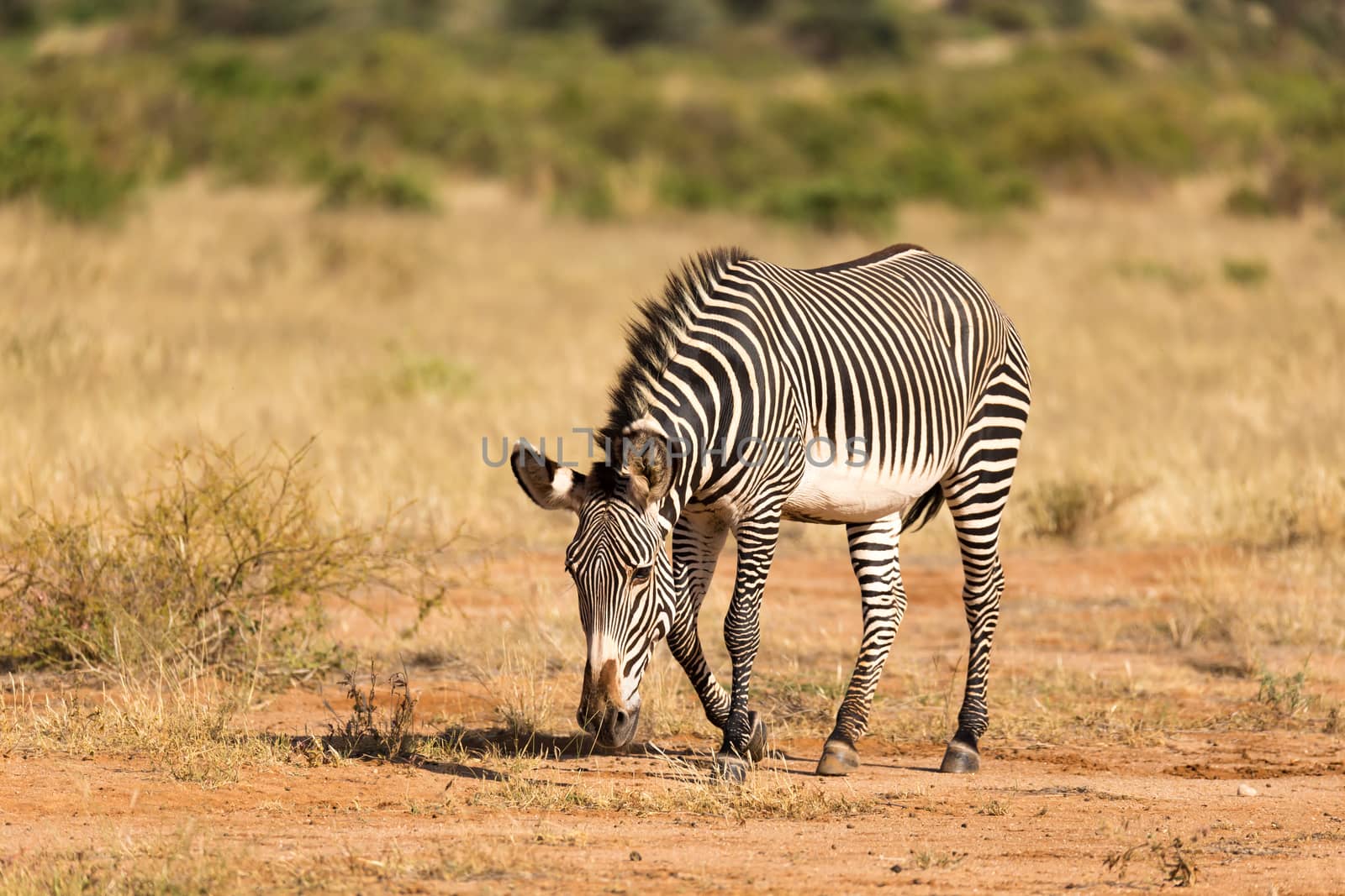 The Grevy Zebra is grazing in the countryside of Samburu in Kenya