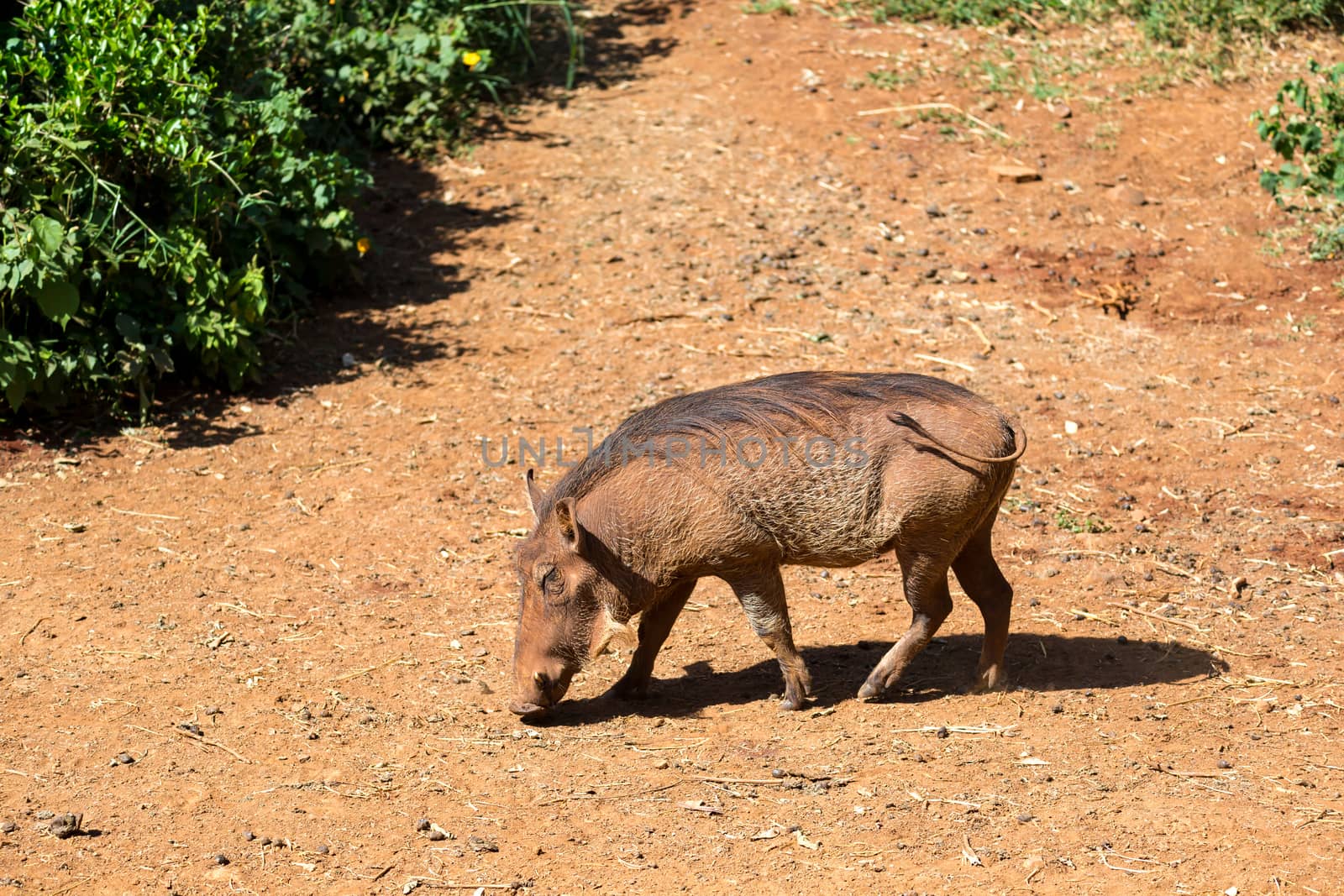 One warthog in the savannah of Kenya