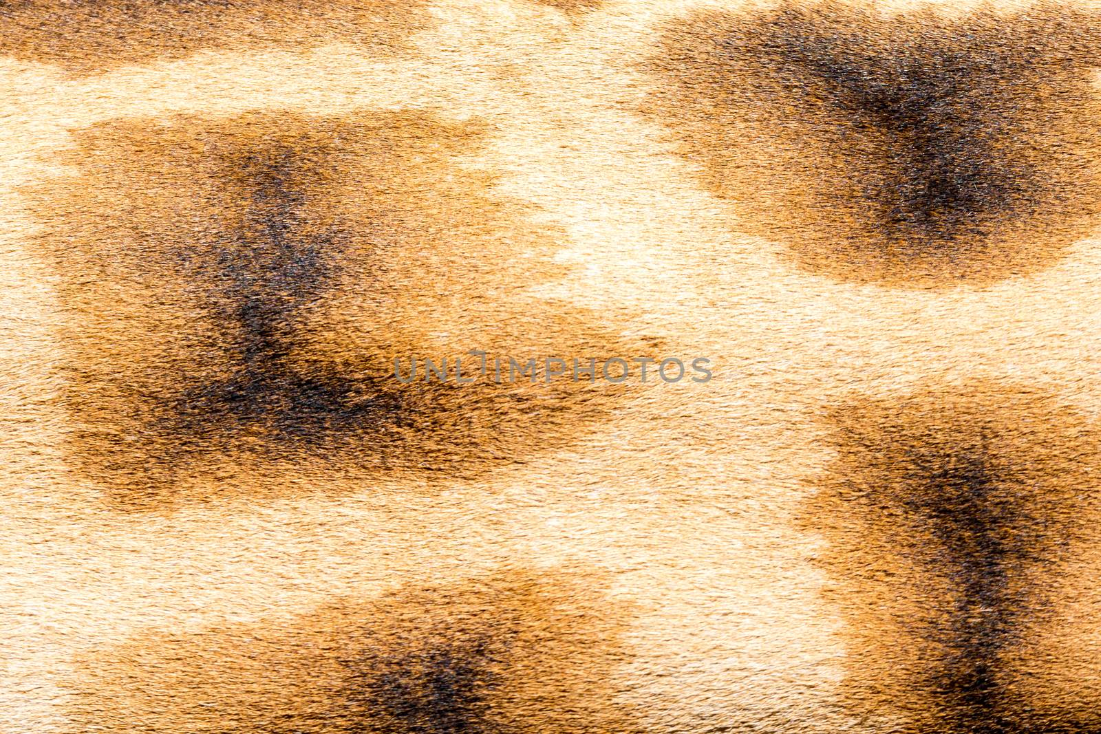 A fur of a giraffe in close-up