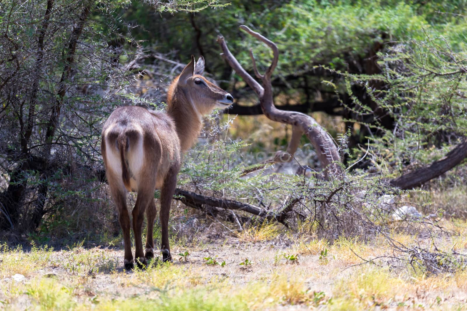 An antelope in the middle of the savannah of Kenya