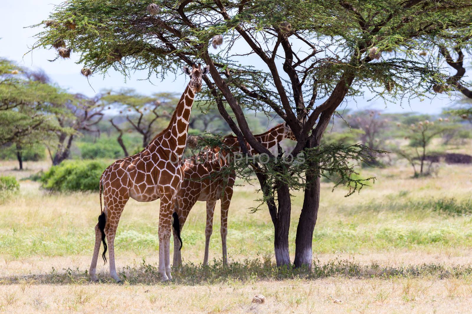 The giraffes eat leaves from the acacia trees