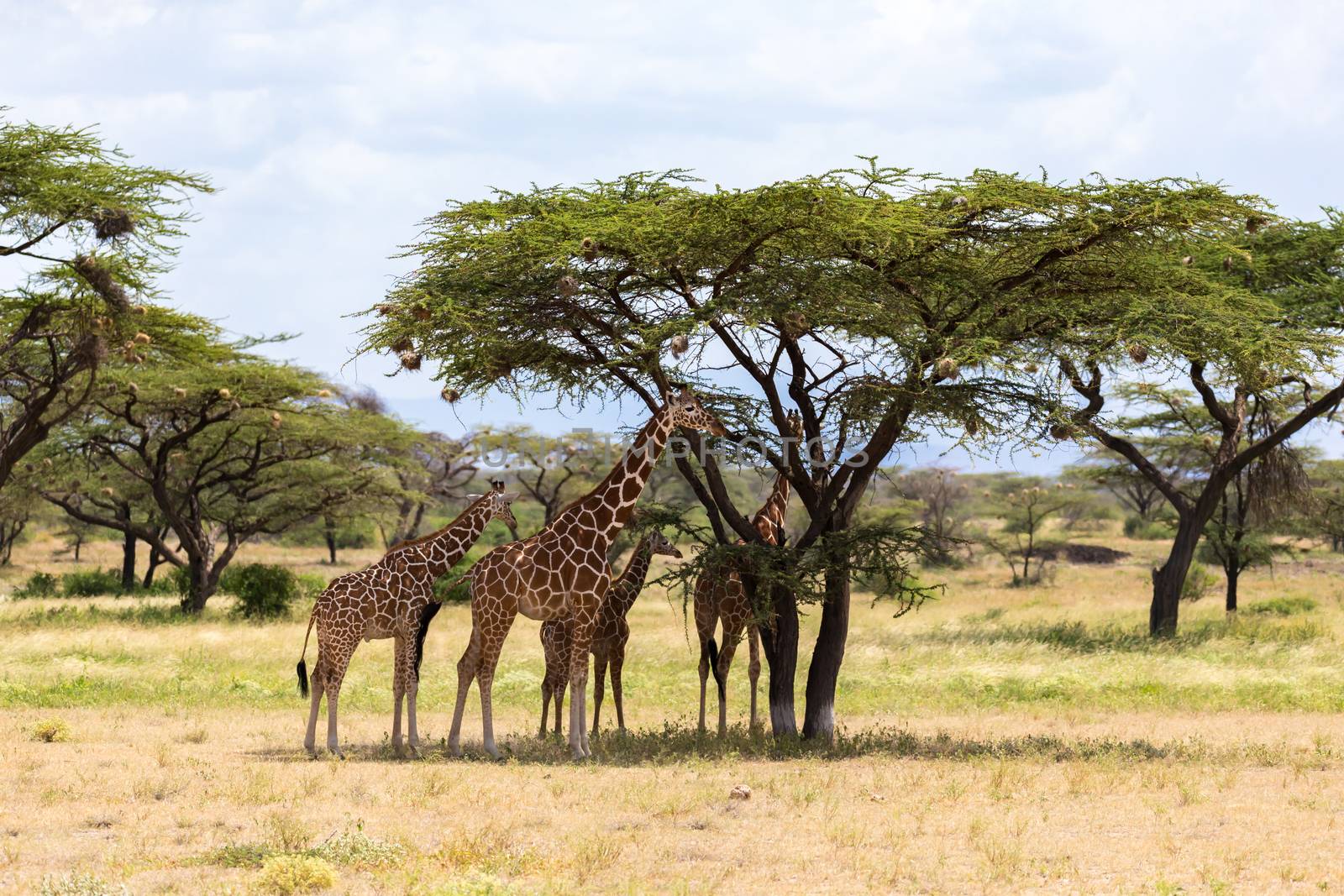 The giraffes eat leaves from the acacia trees