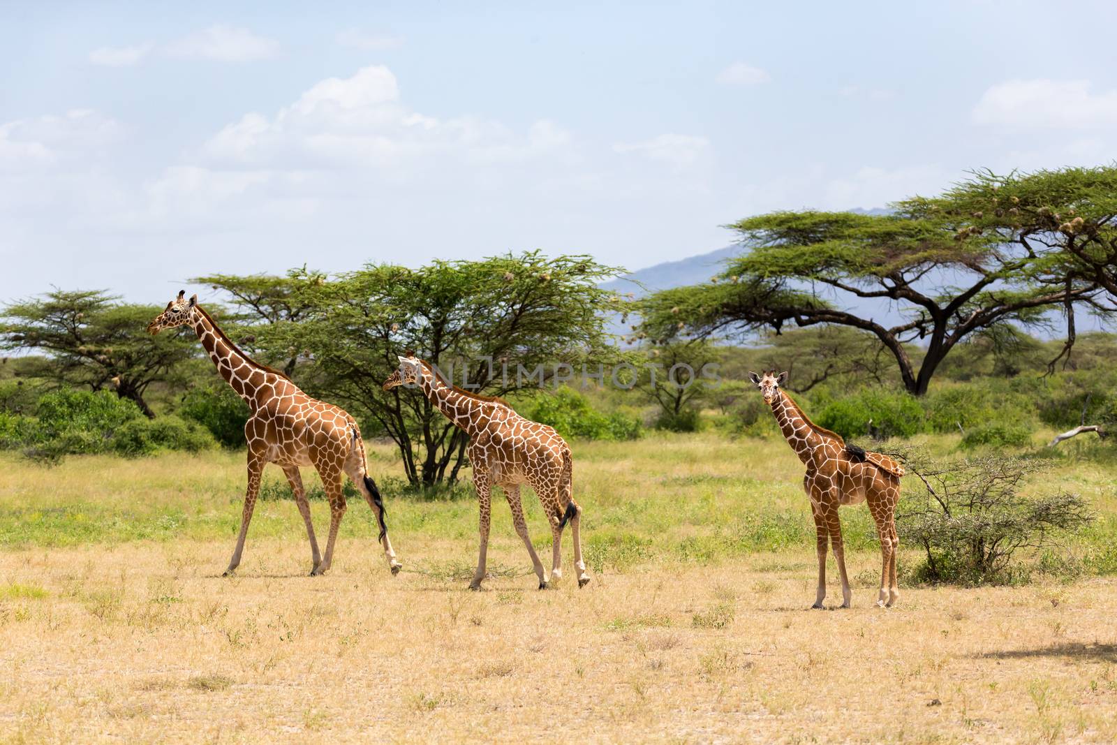 A several giraffes are walking through the grassland
