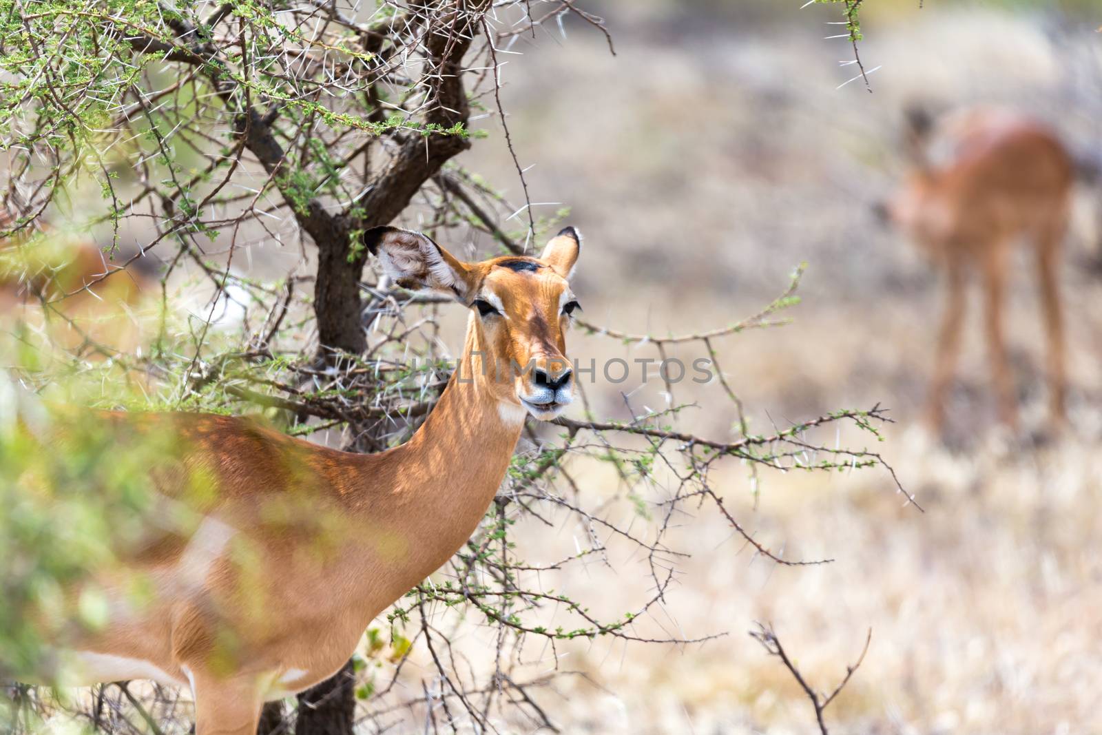 The Grant Gazelle grazes in the vastness of the Kenyan savannah