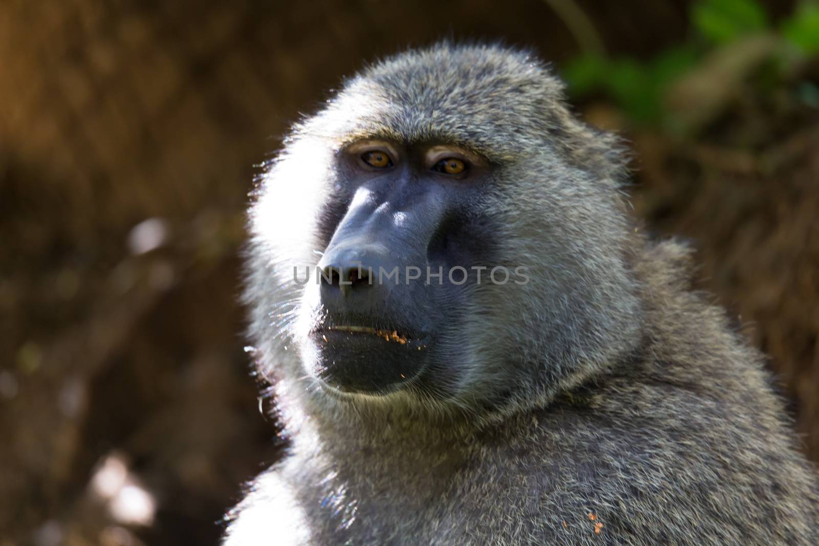 One baboon has found a fruit and eats it