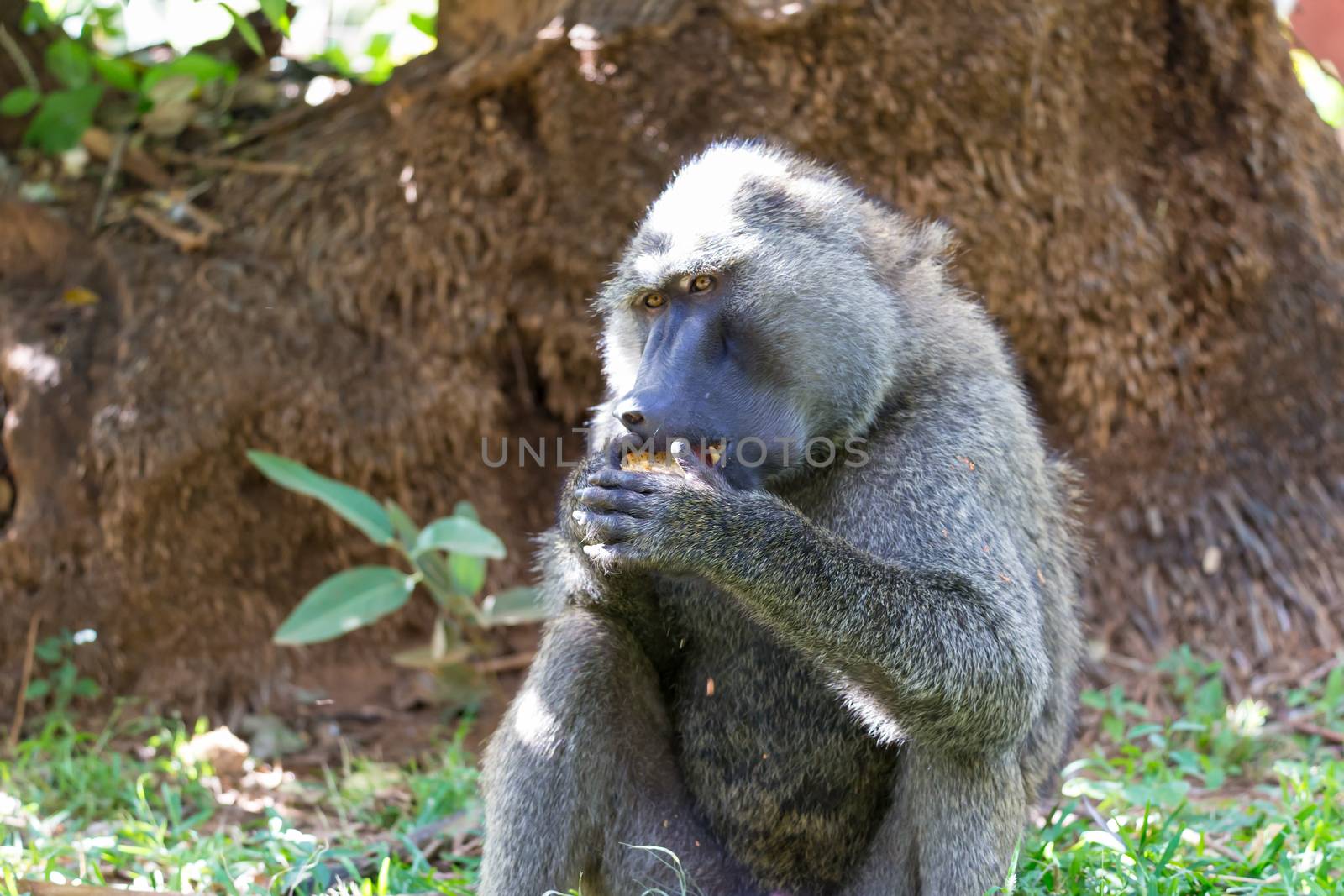 One baboon has found a fruit and eats it