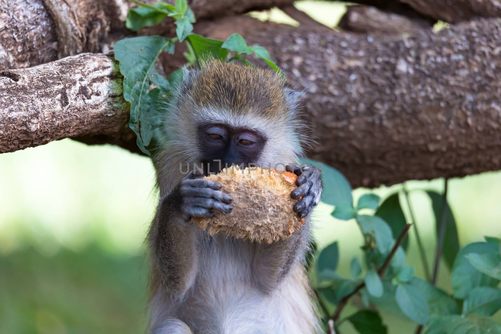 One Vervet monkey has found a fruit and eats it