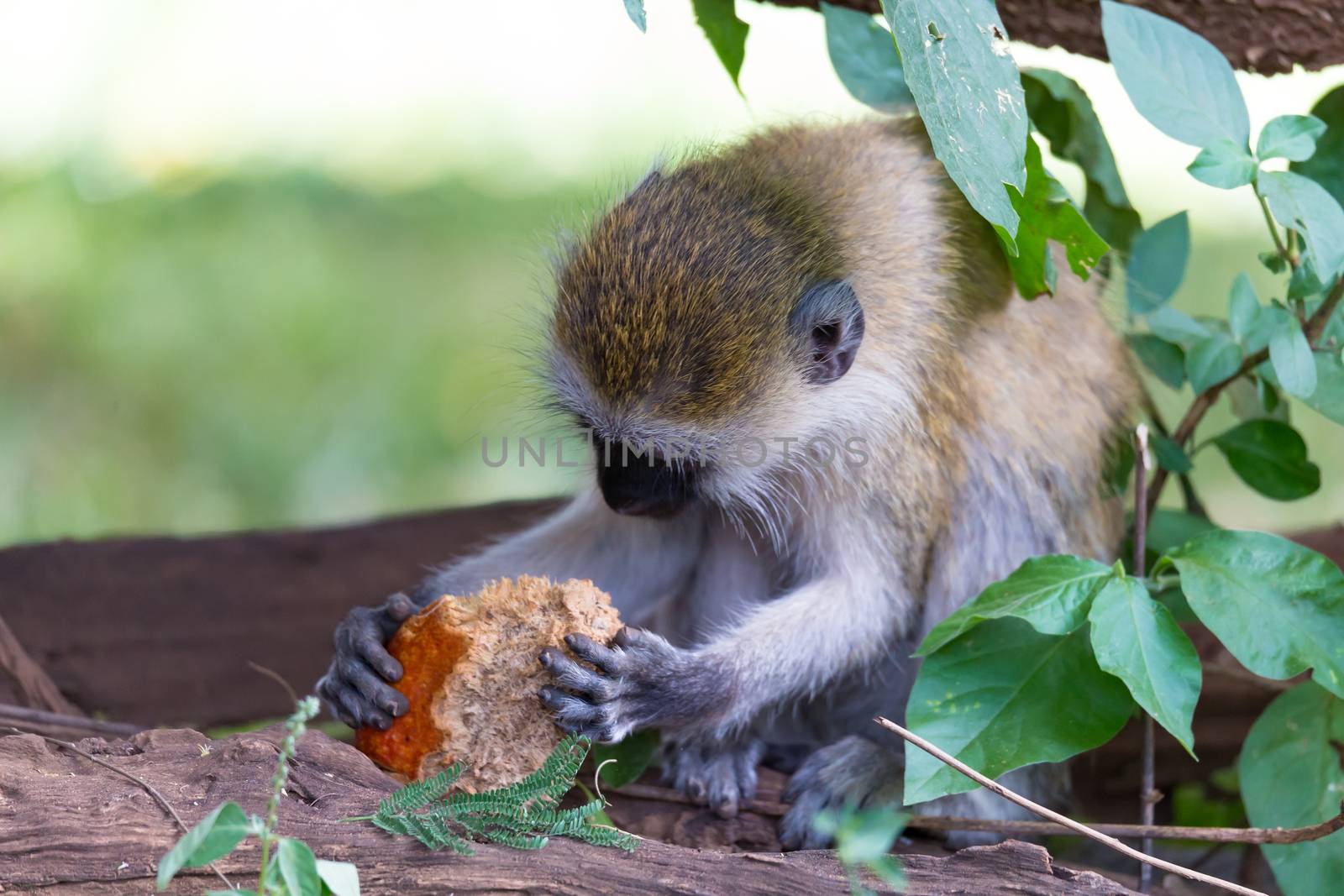One Vervet monkey has found a fruit and eats it