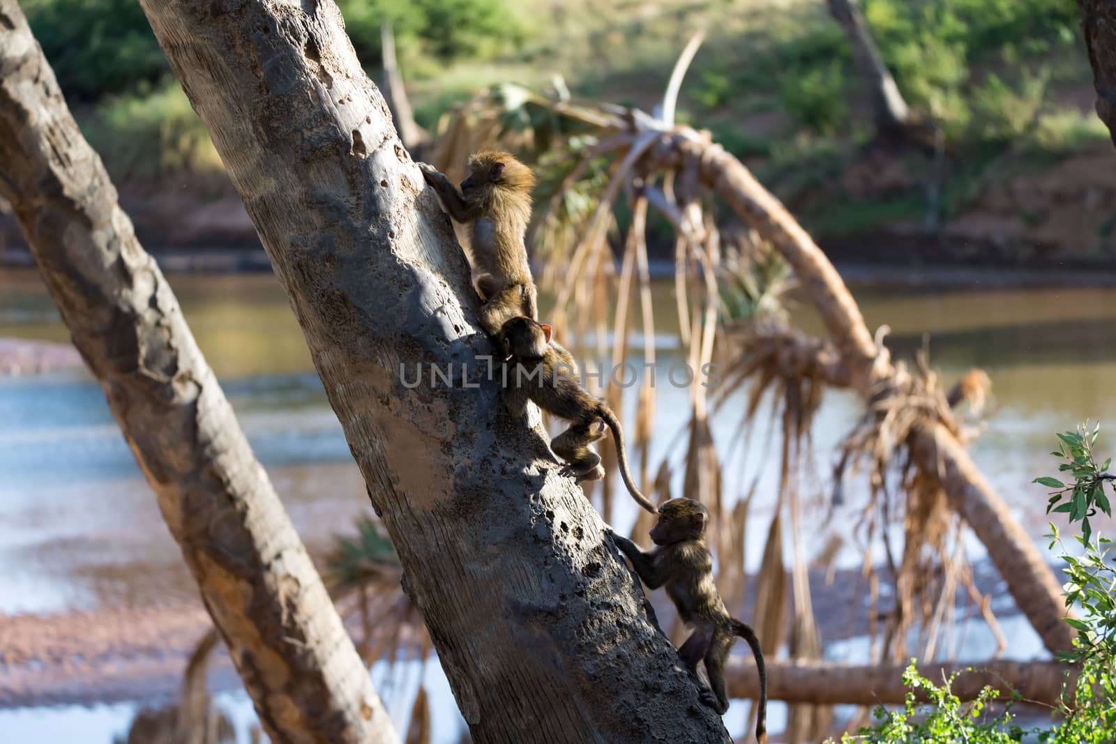 The little monkey is playing on a tree branch