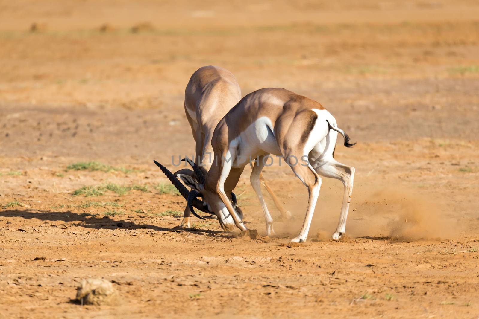 The battle of two Grant Gazelles in the savannah of Kenya