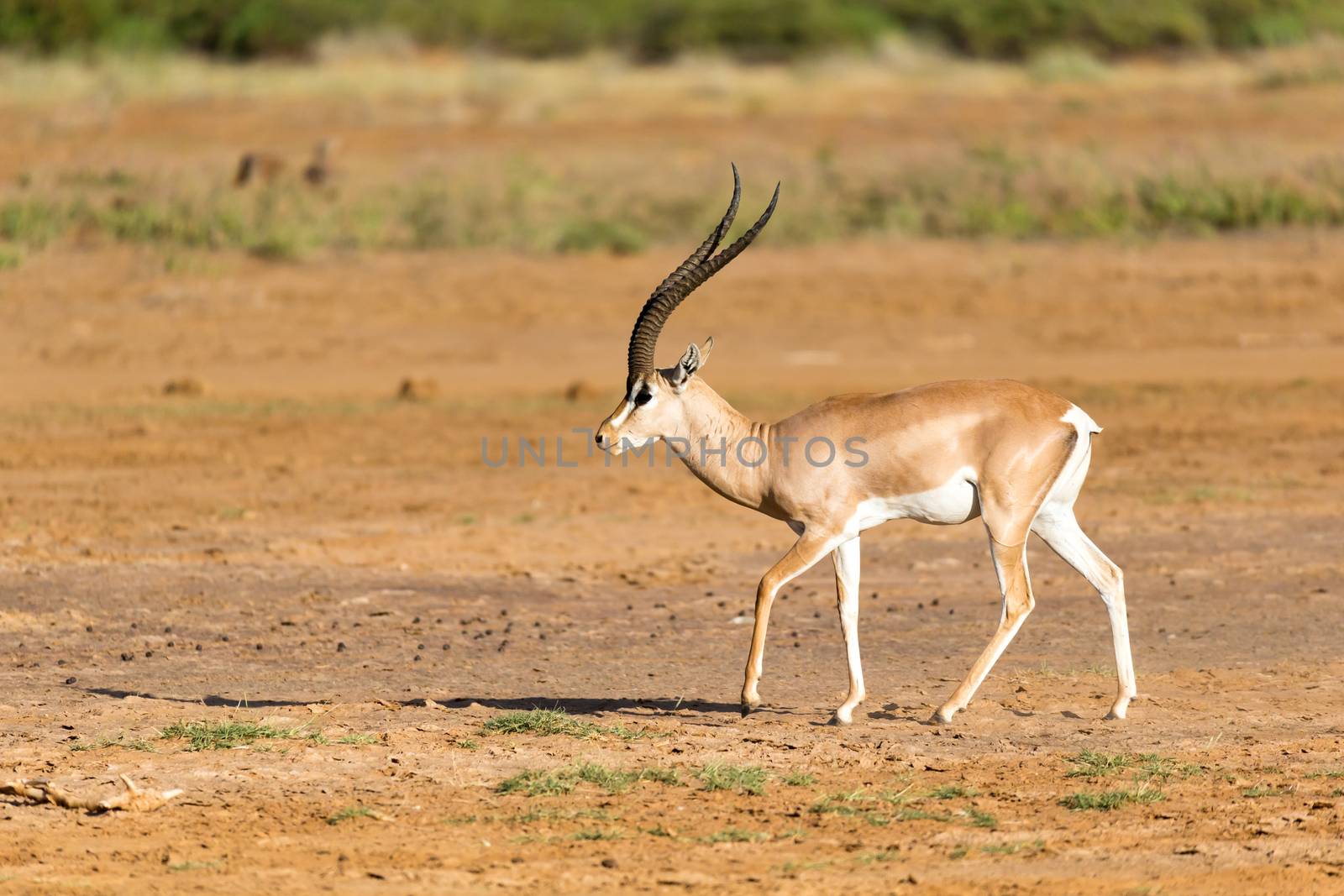 One Grant Gazelle stands in the middle of the grassy landscape of Kenya