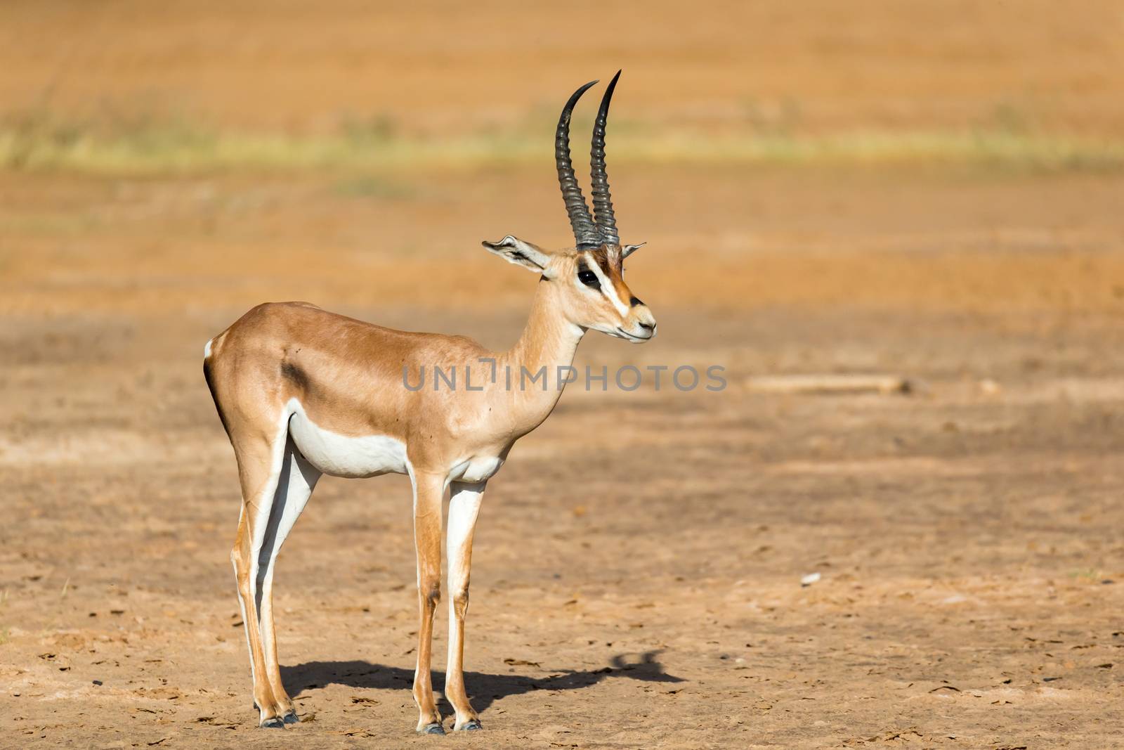 One Grant Gazelle stands in the middle of the grassy landscape of Kenya