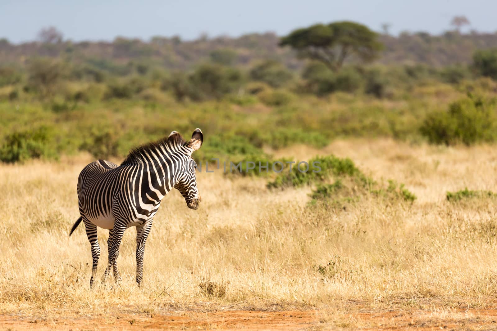The Grevy Zebra is grazing in the countryside of Samburu in Kenya
