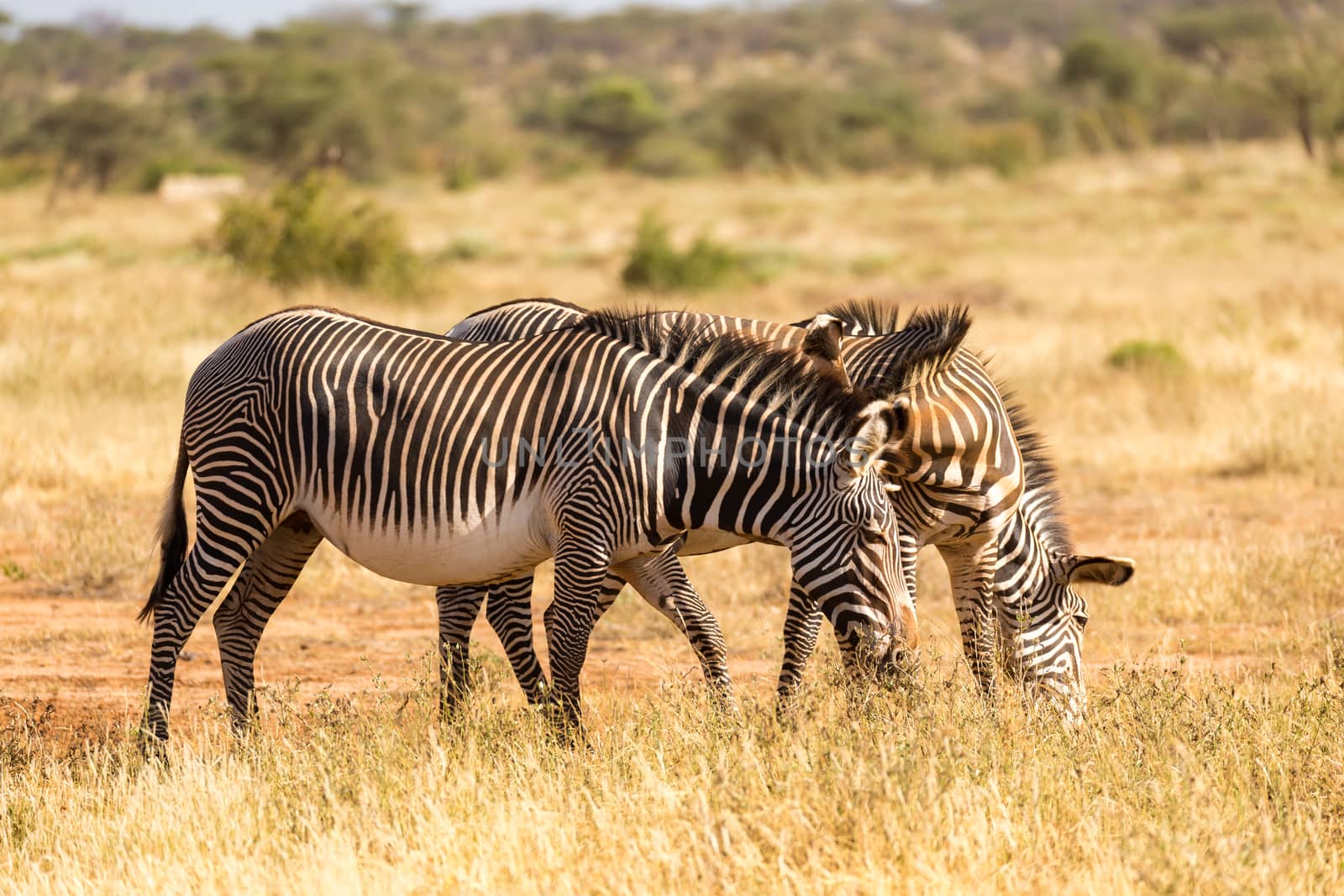 A Grevy zebras are grazing in the countryside of Samburu in Kenya