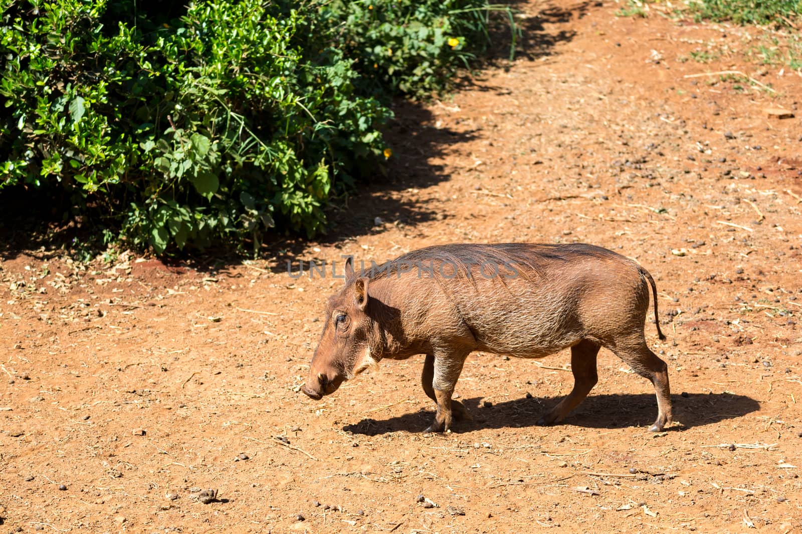 One warthog in the savannah of Kenya