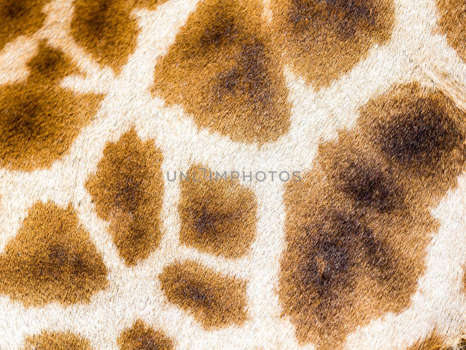 A fur of a giraffe in close-up