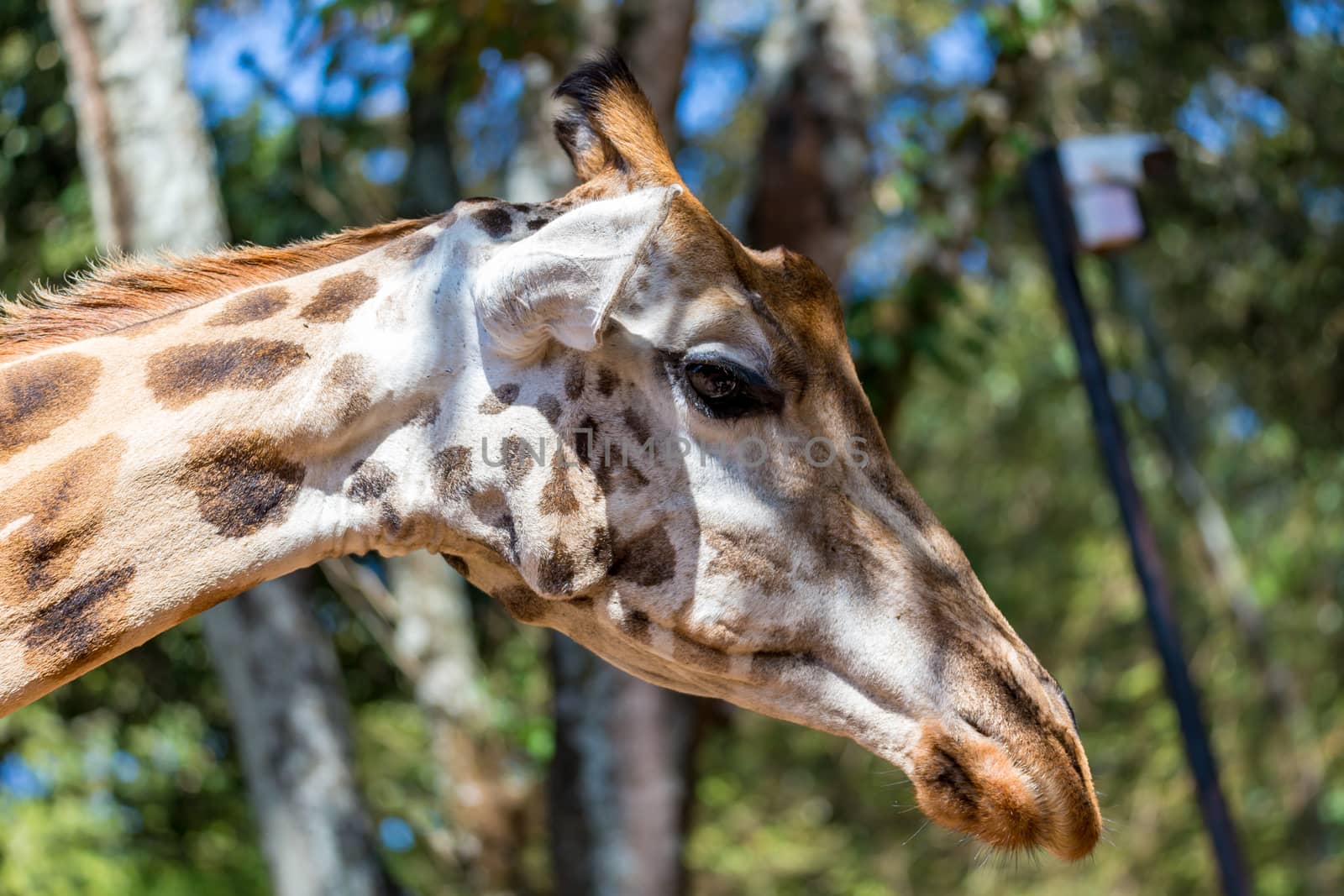 A close-up of one giraffe's head