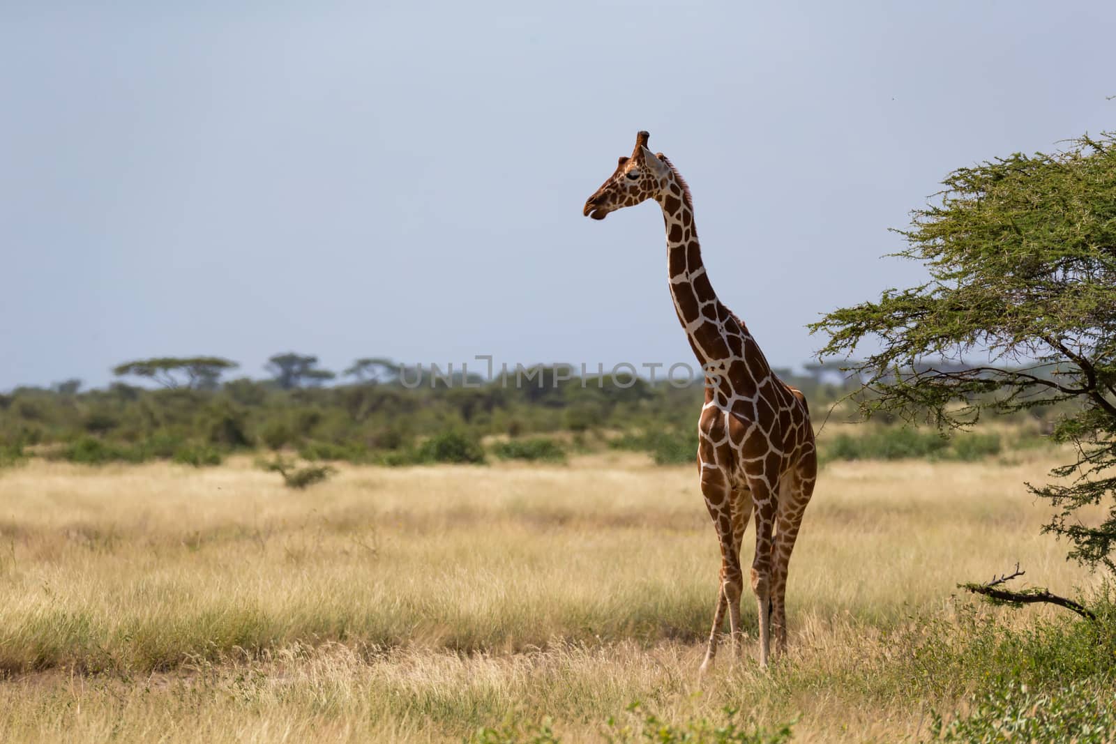 Giraffes in the savannah with many trees and bushes in the background