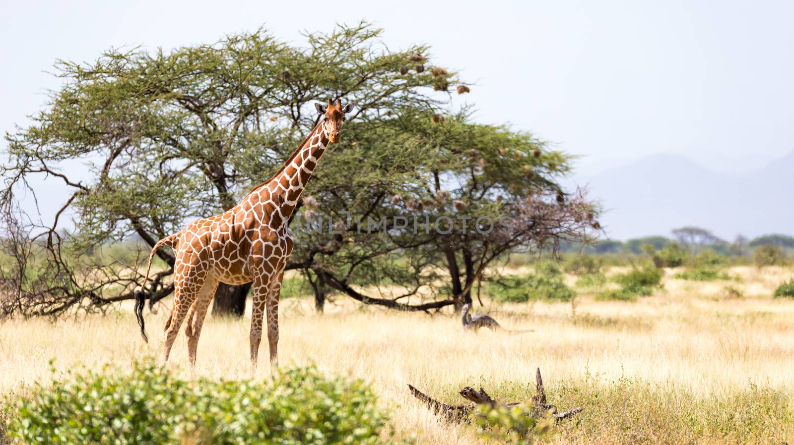 Giraffes in the savannah with many trees and bushes in the background