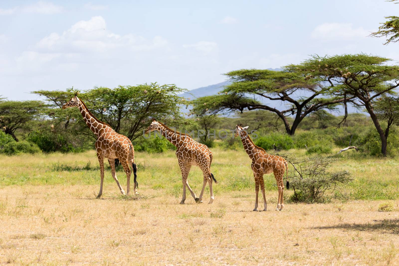 A several giraffes are walking through the grassland