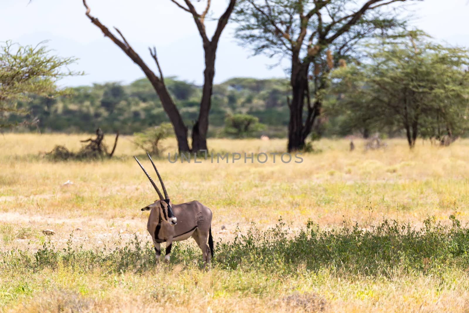The Oryx family stands in the pasture surrounded by green grass and shrubs