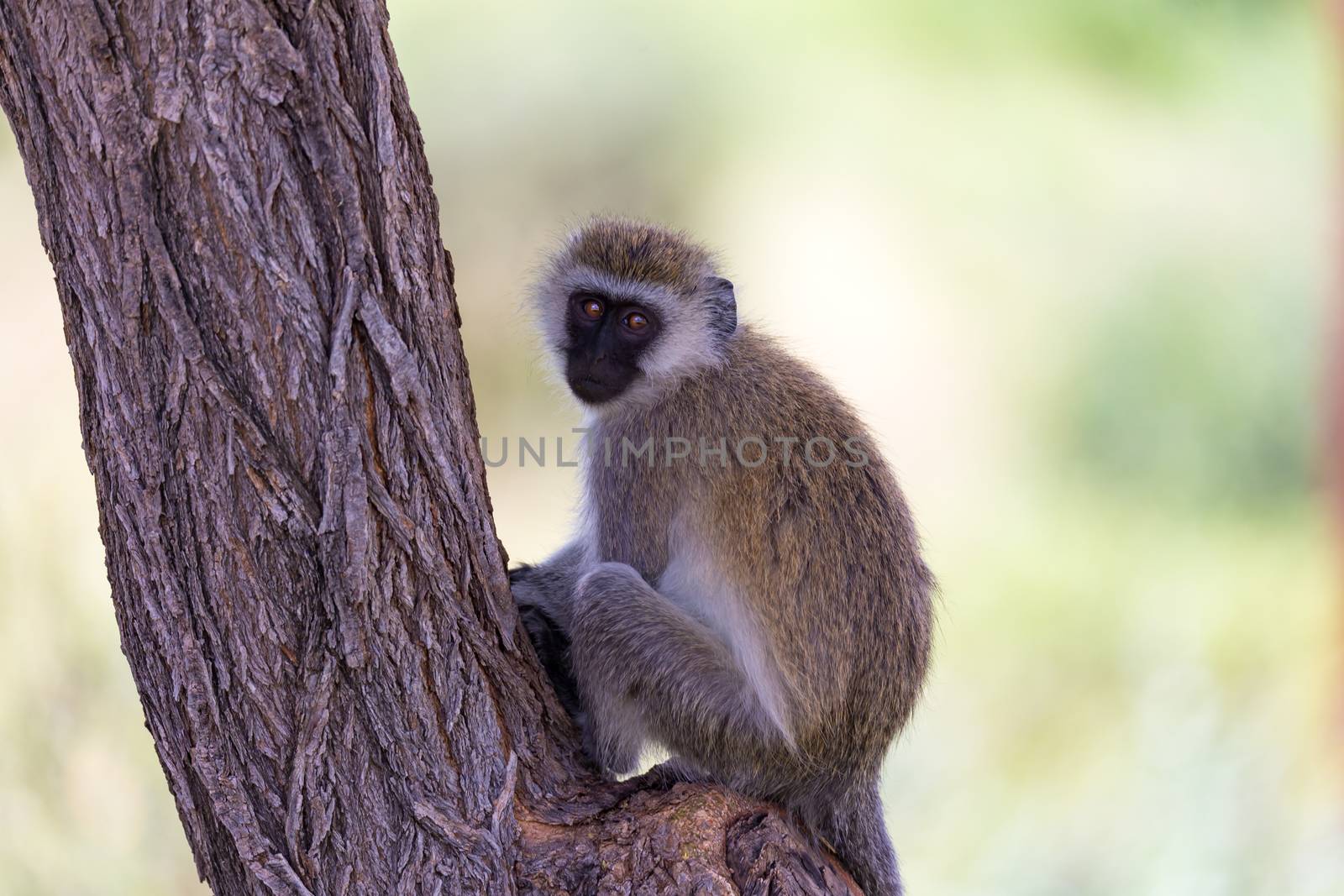 One monkey with a black face sits on a tree