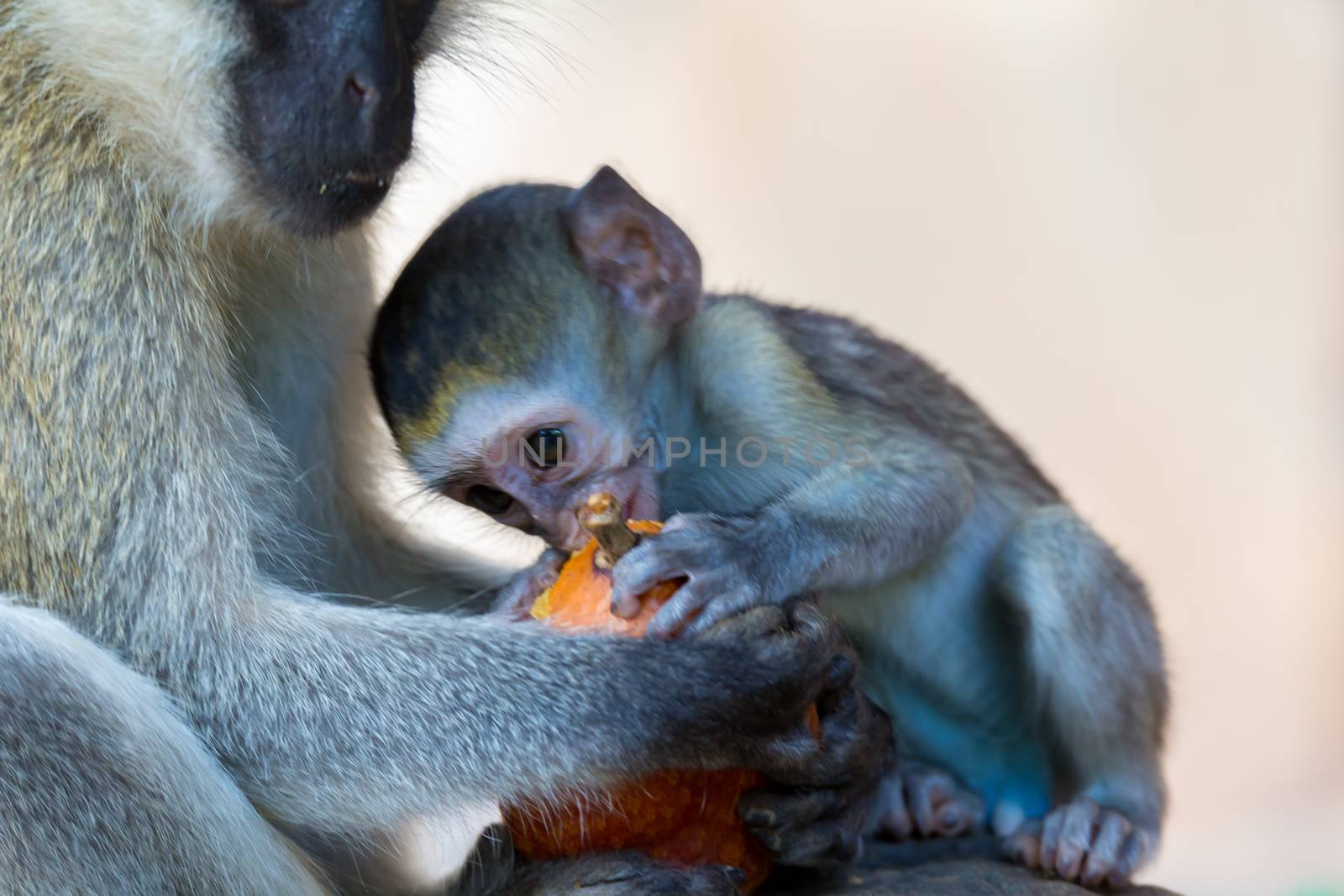 The monkey eats at a fruit found