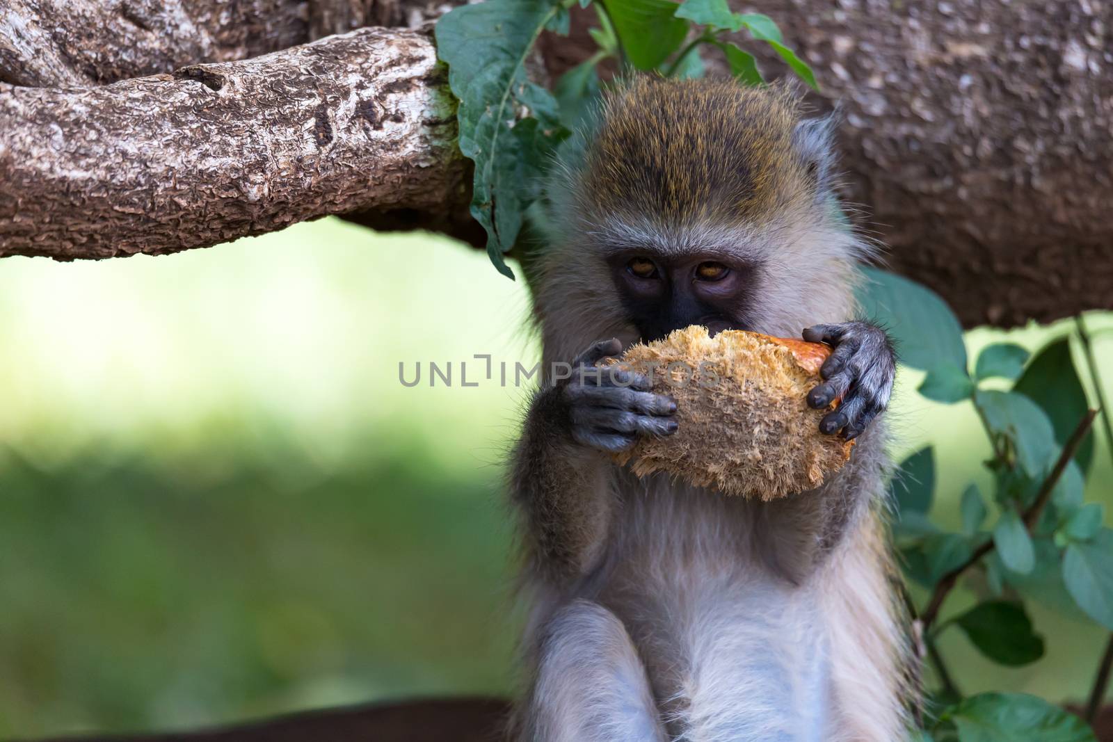 One Vervet monkey has found a fruit and eats it