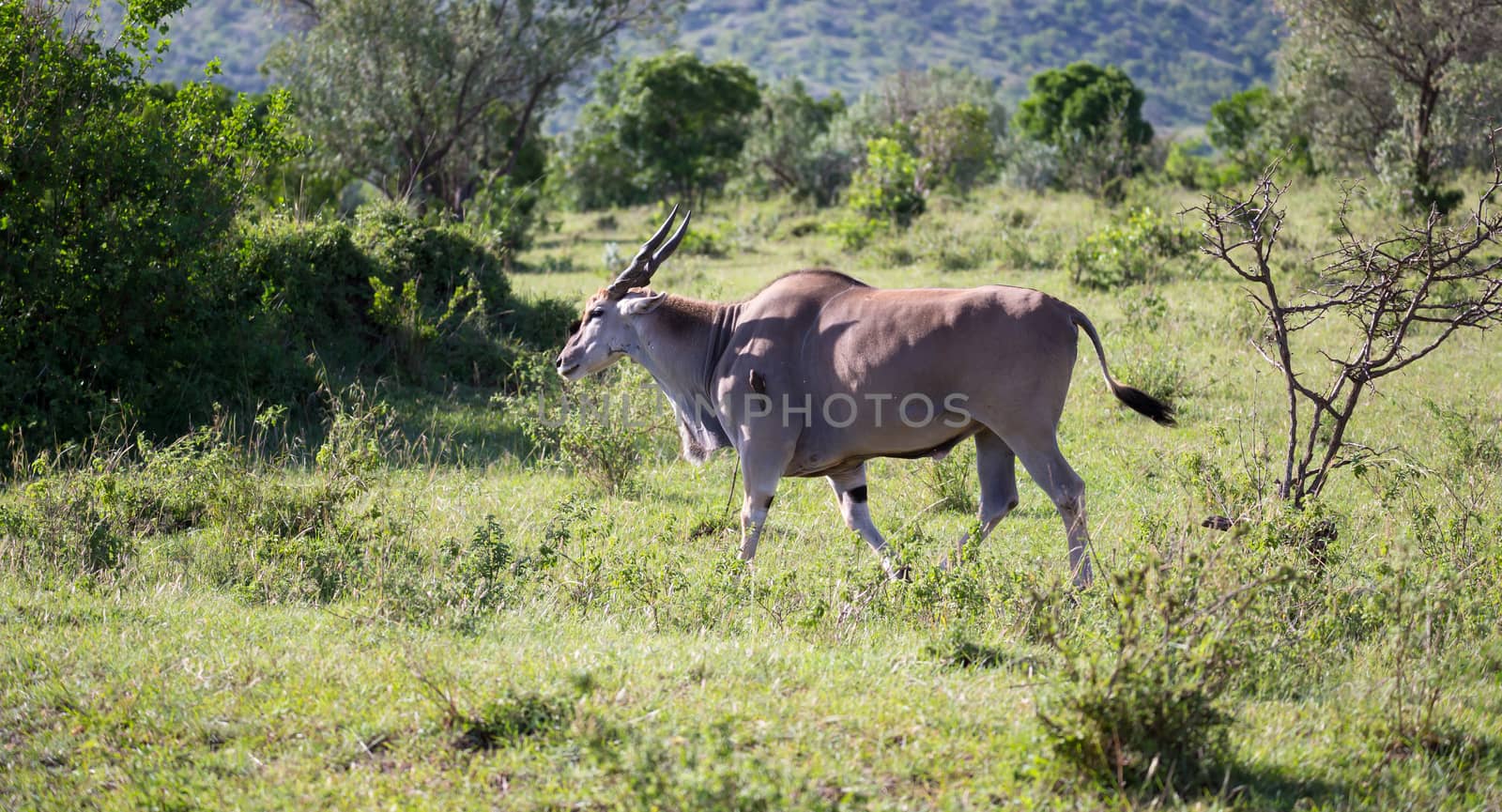 The Elands the largest antelope in Kenya's savannah