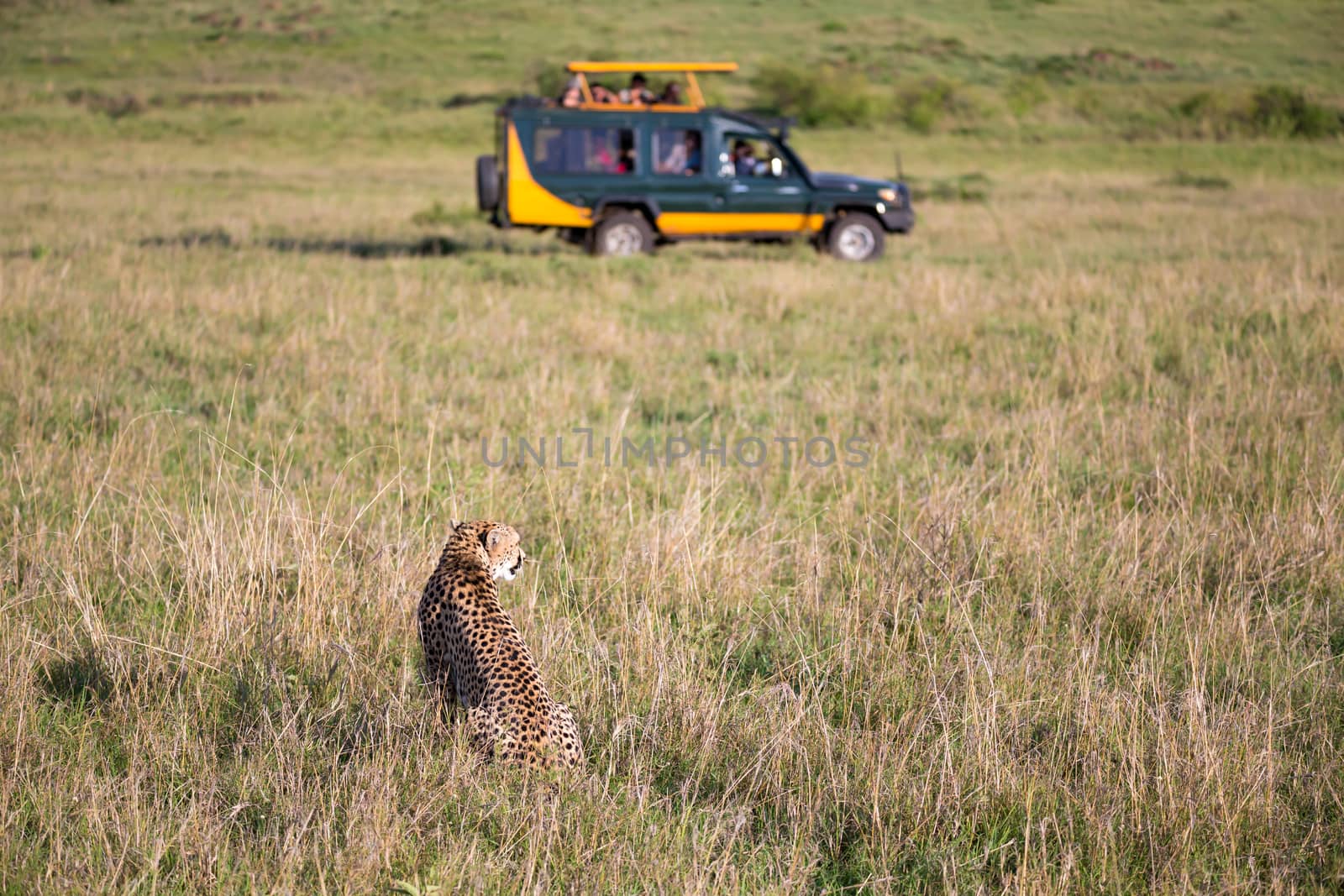 One cheetah in the grass landscape between the bushes