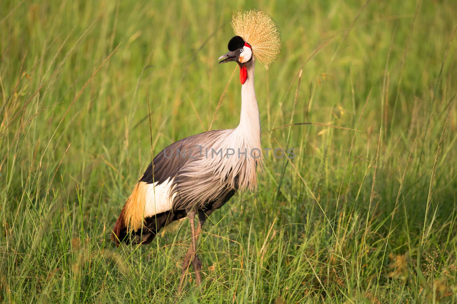 Very colorul native birds sit on branches
