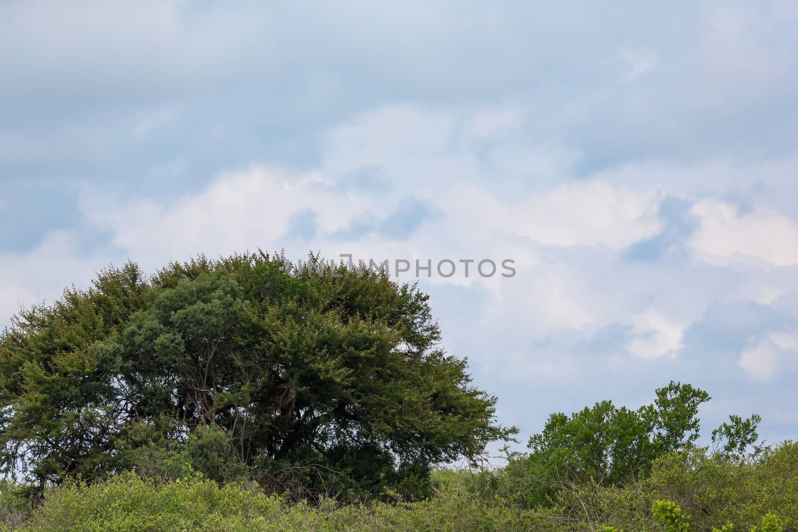 A big tree in the middle of the Kenyan savanna