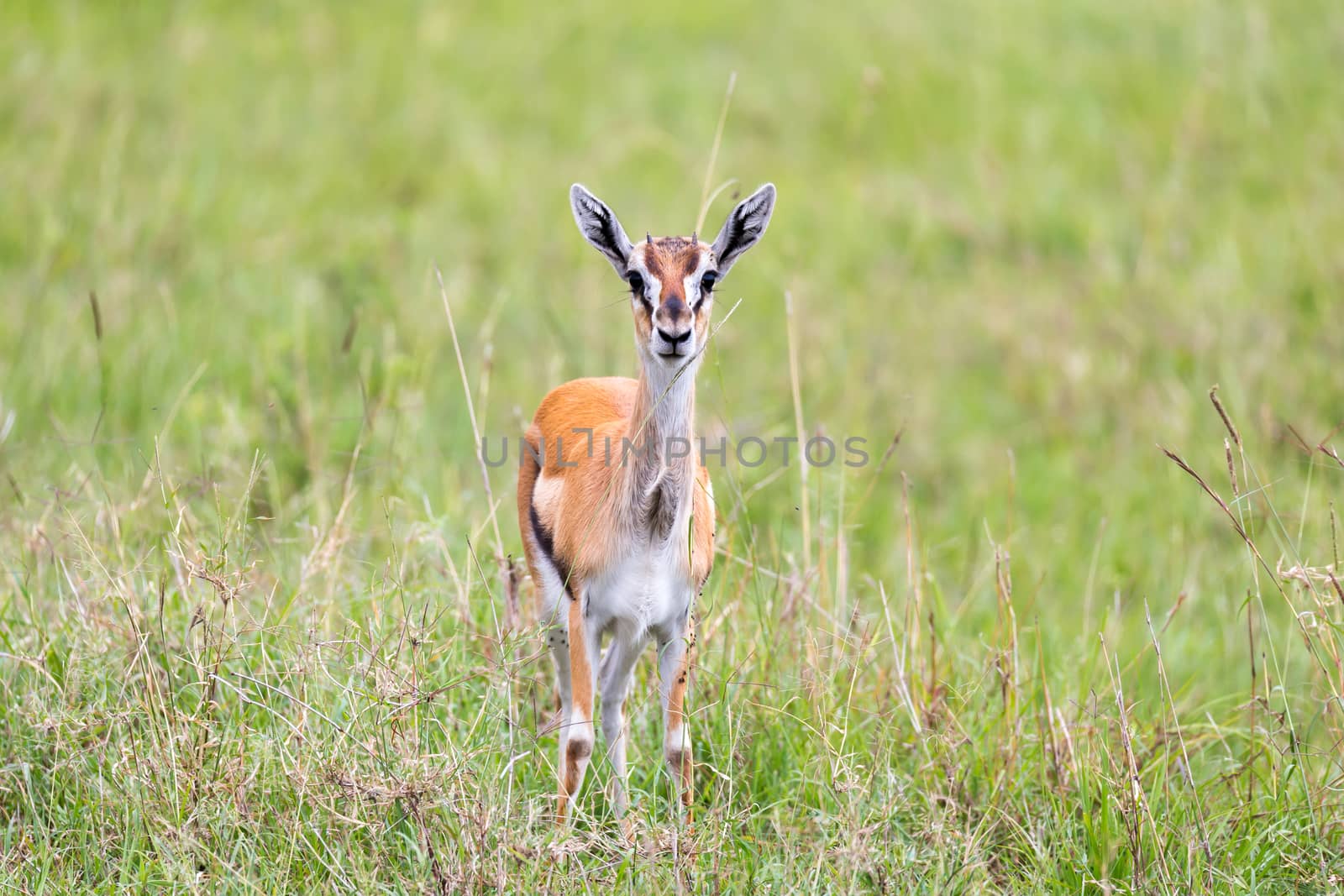 A Thomson Gazelle in the Kenyan savannah amidst a grassy landscape