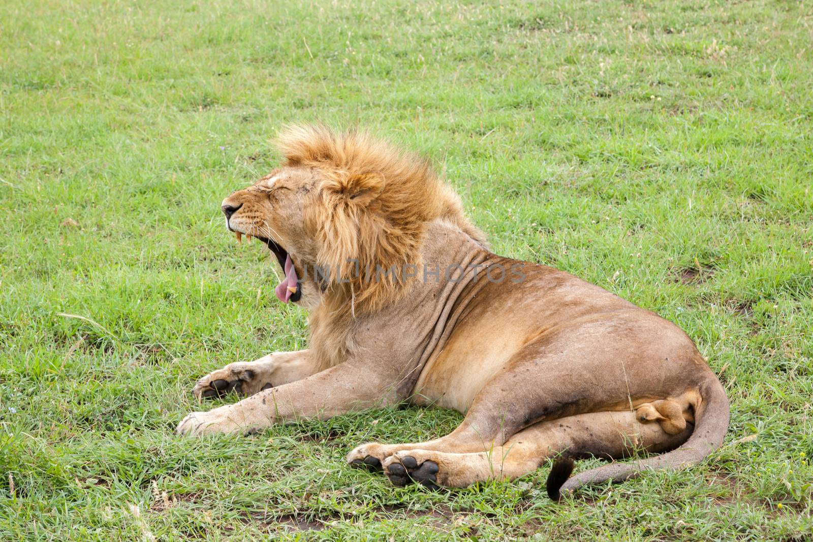 A big lion yawns lying on a meadow with grass