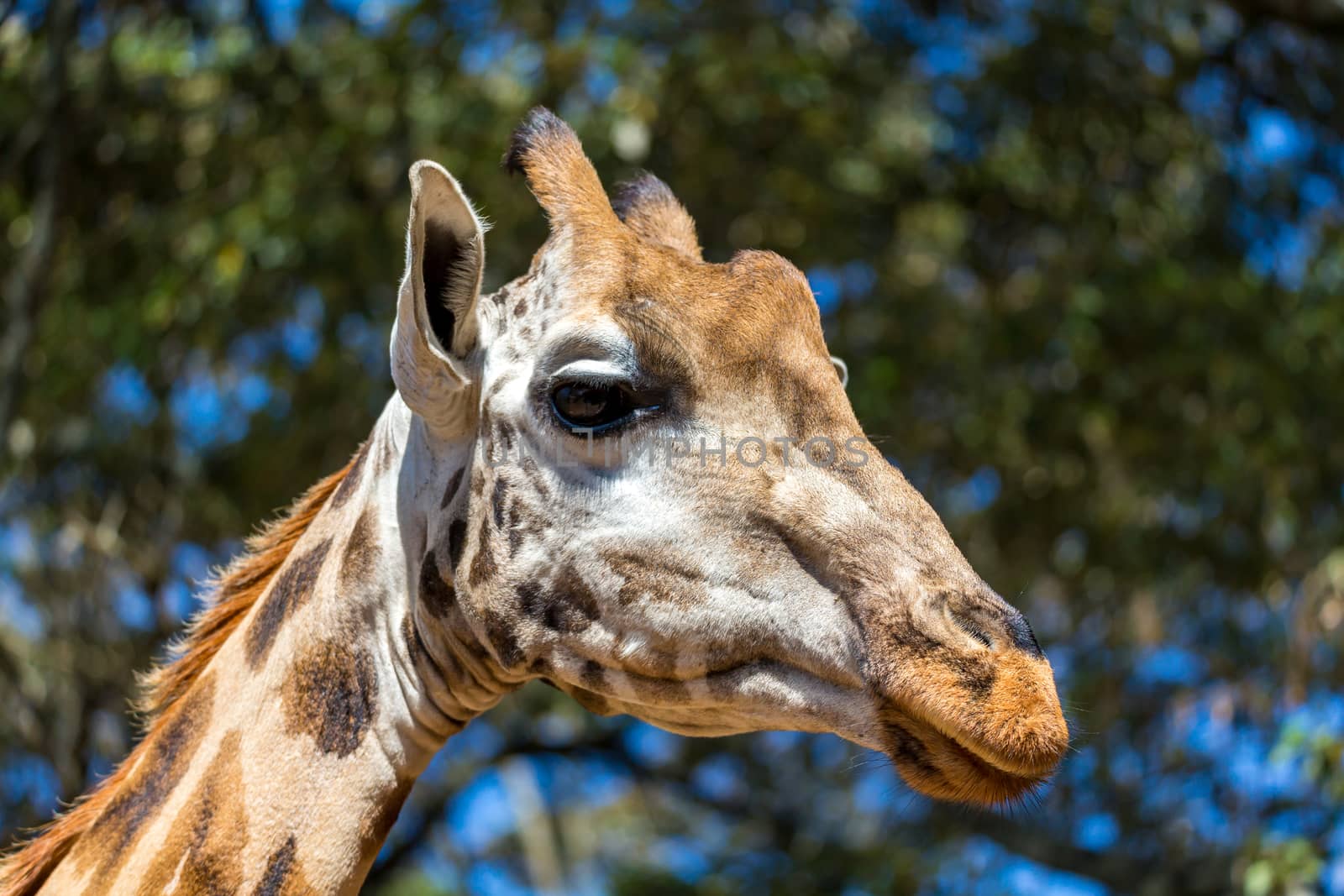 A close-up of one giraffe's head