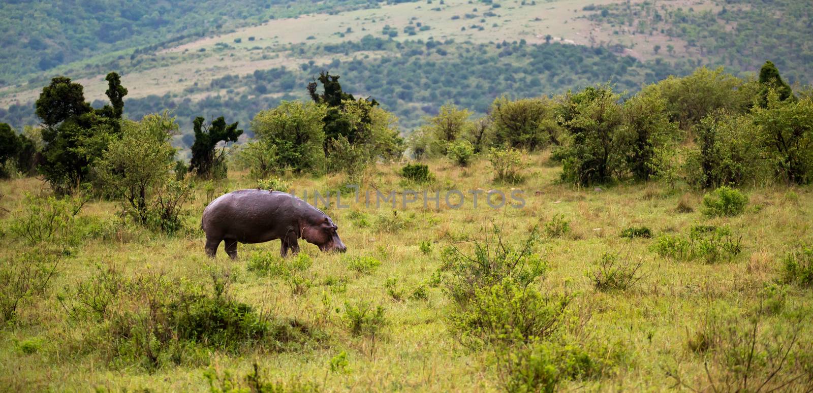 The hippo is walking in the savannah